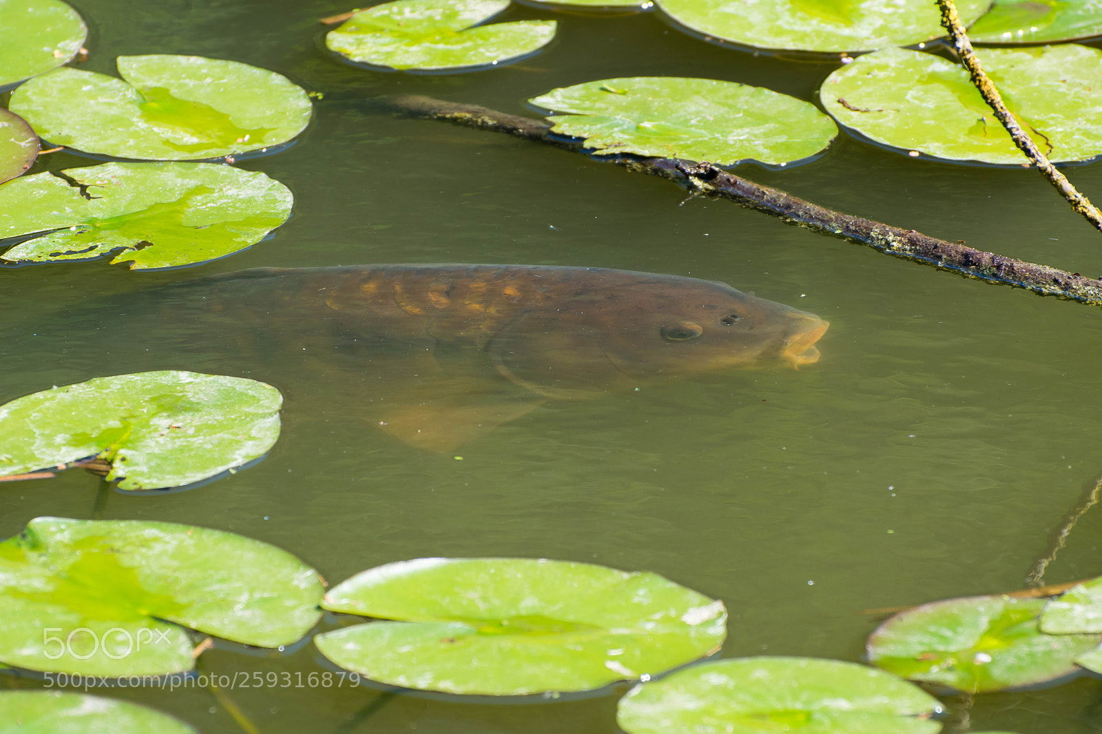 Nikon D5300 sample photo. Carp photography