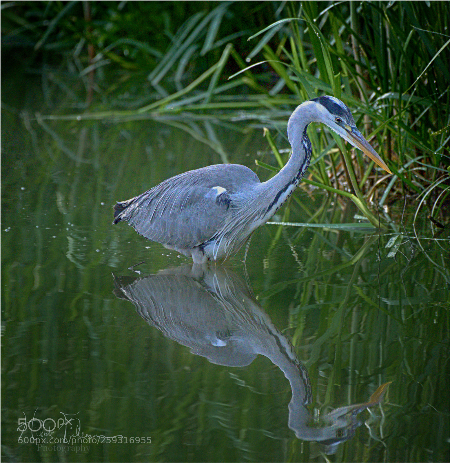 Nikon D750 sample photo. Eying the fish photography