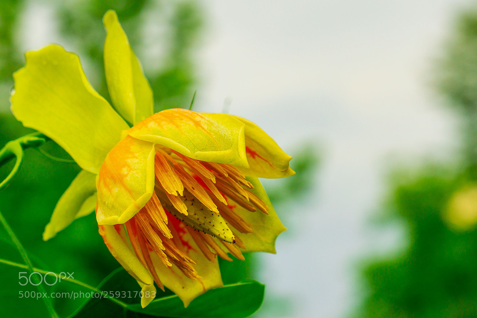Sony a6000 sample photo. Tulpenbaum - blüte photography
