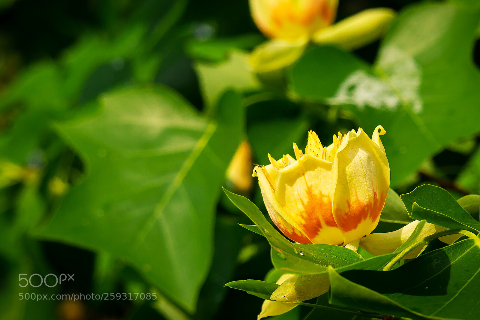 Sony a6000 sample photo. Tulpenbaum - blüte photography