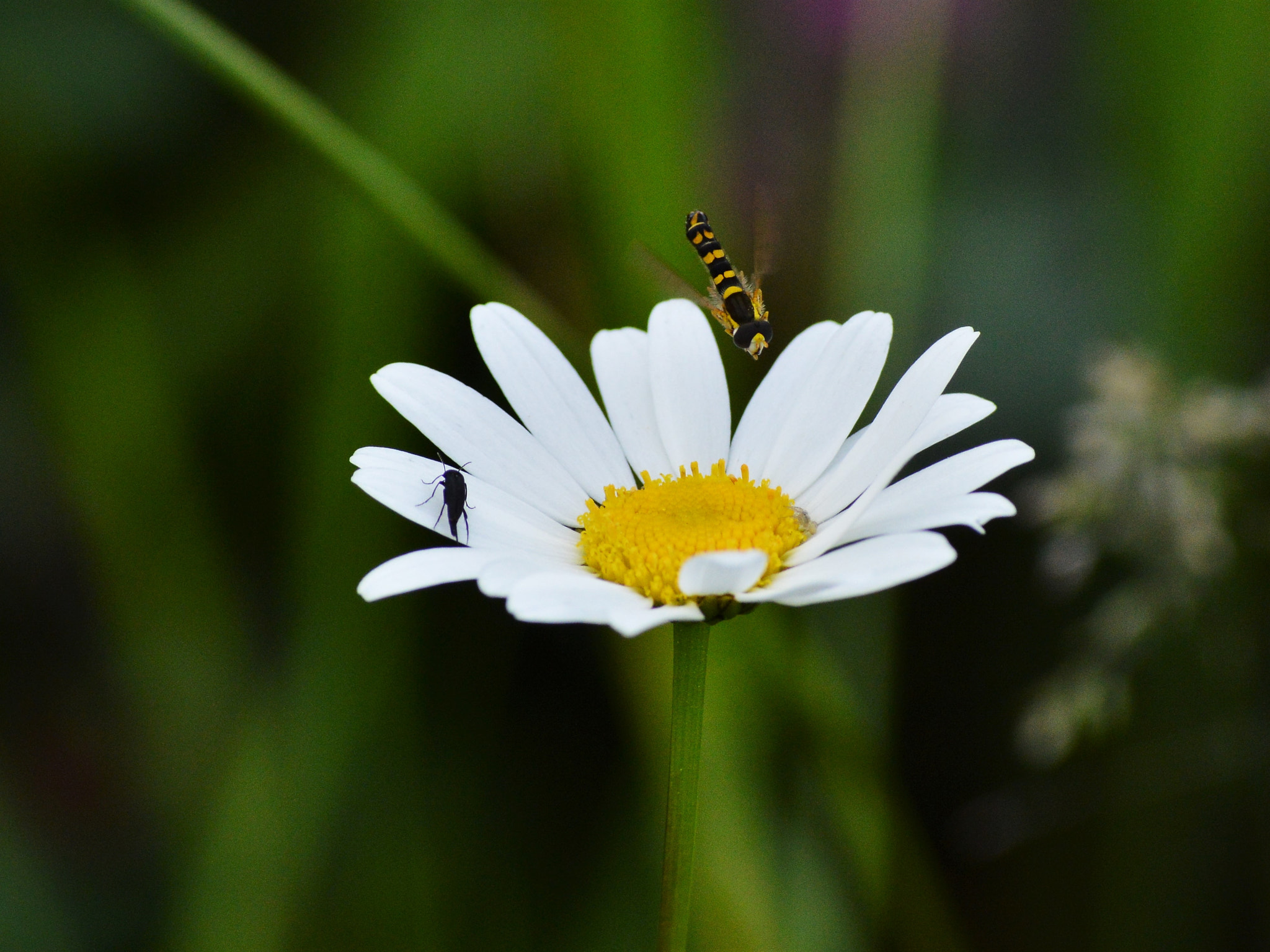 Nikon D3200 sample photo