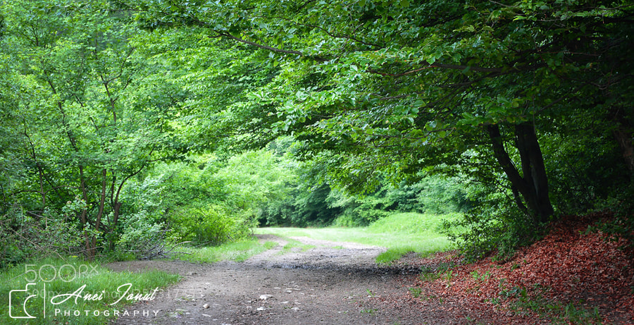 Nikon D7100 sample photo. Sunny days photography