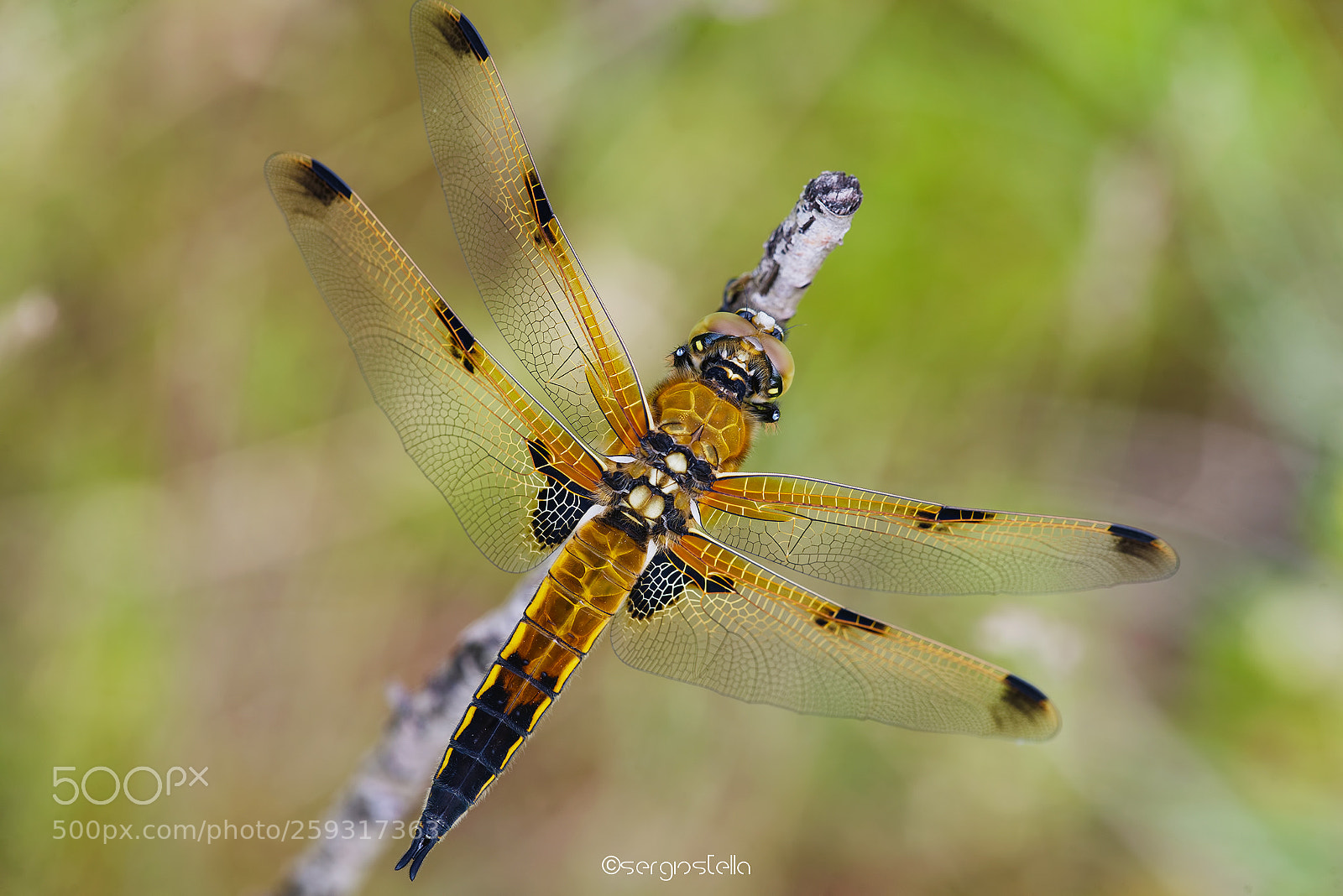 Nikon D610 sample photo. Diagonale__________ photography