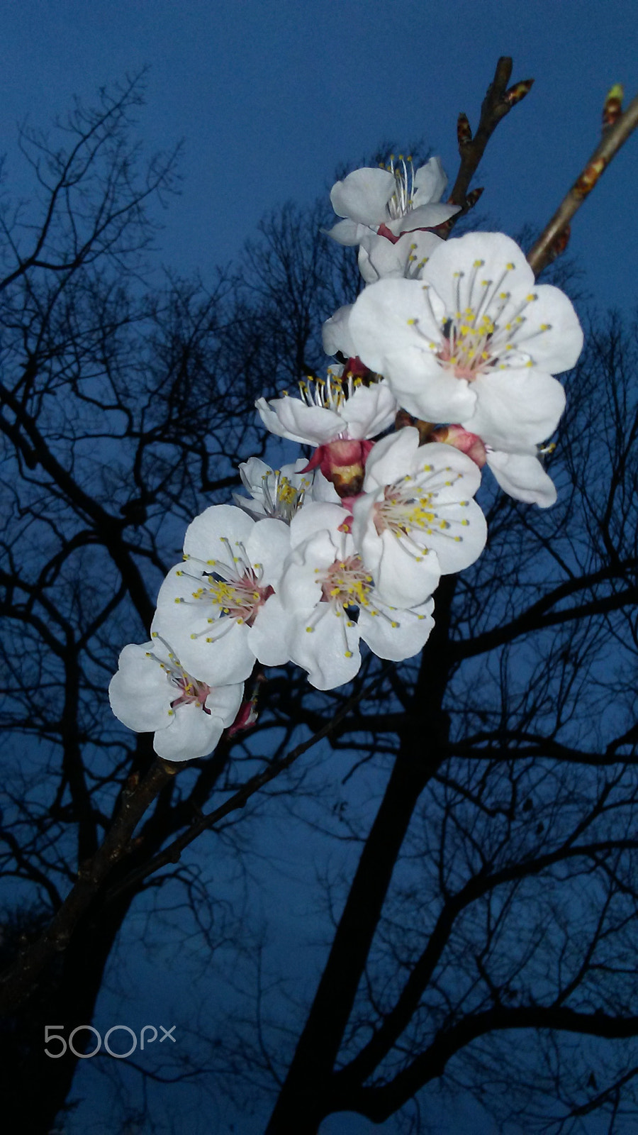 LG TREASURE sample photo. Almond blossoms photography