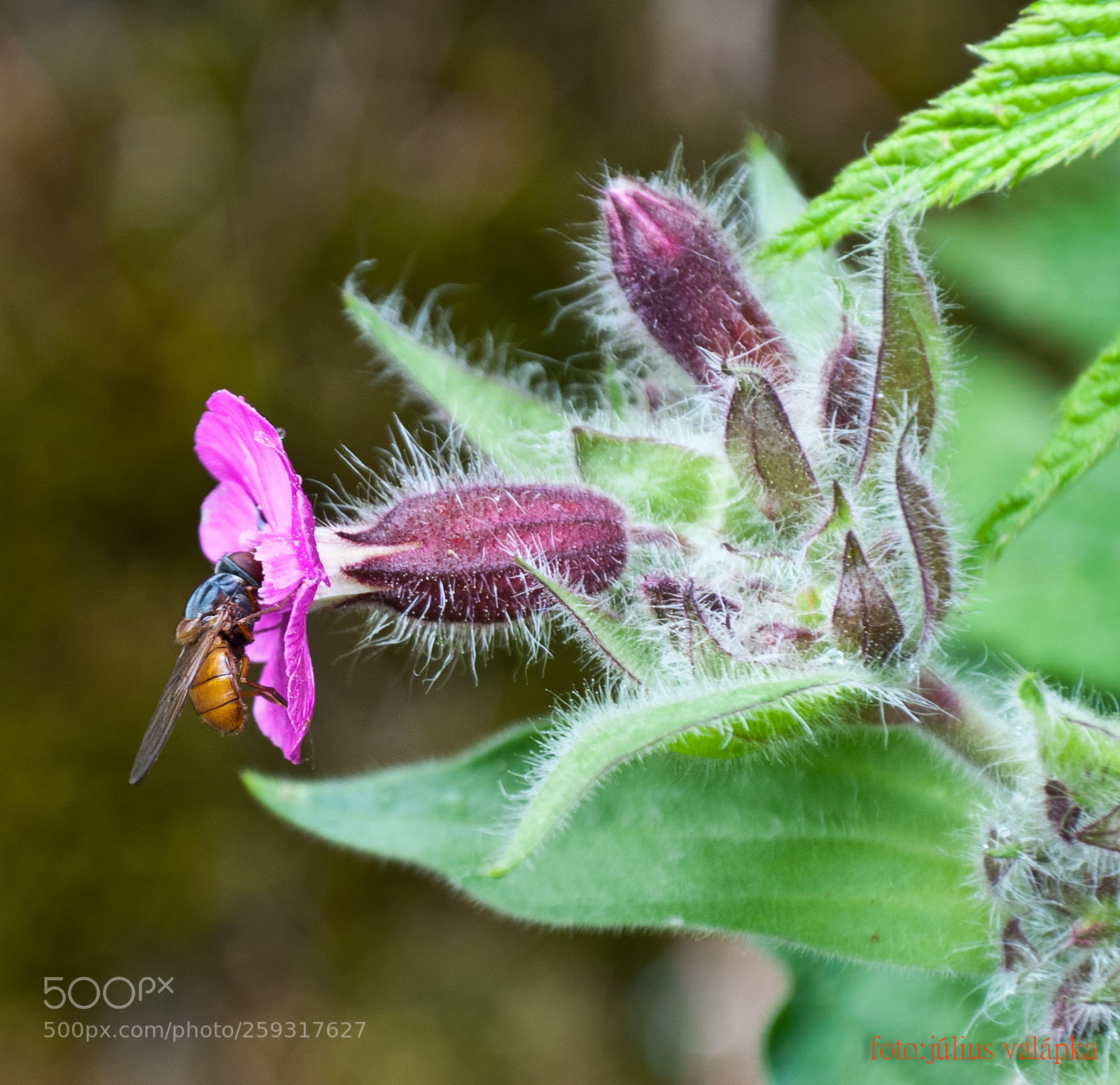 Nikon D300 sample photo. Hungry insects photography