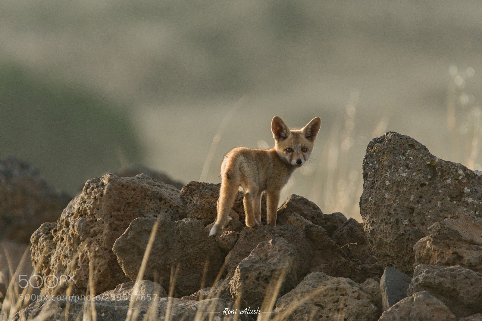 Nikon D500 sample photo. Little guy... photography