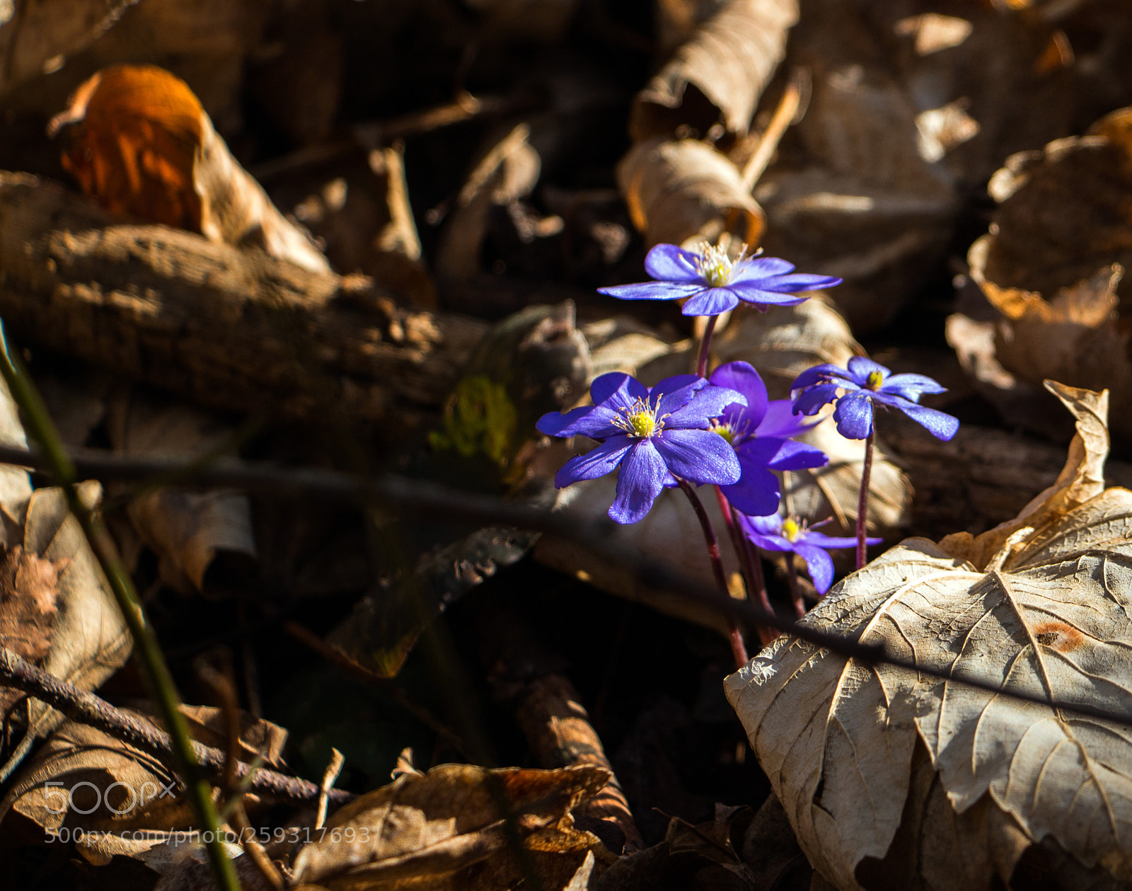 Canon EOS 700D (EOS Rebel T5i / EOS Kiss X7i) sample photo. Lila blume photography