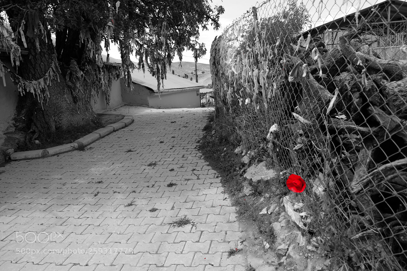 Fujifilm X-E2 sample photo. Lonely poppy yaln z photography