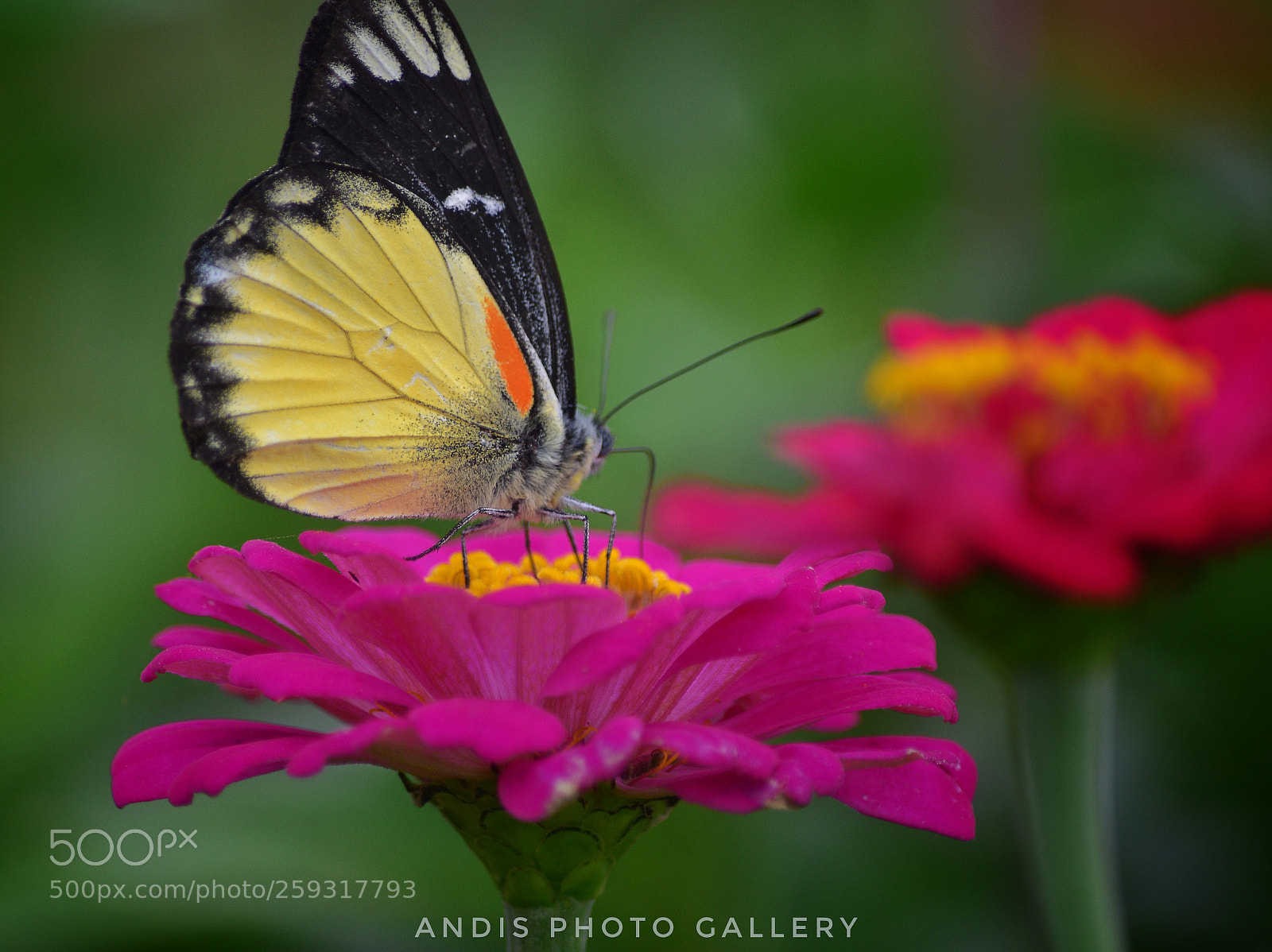 Nikon D5500 sample photo. Untitled photography