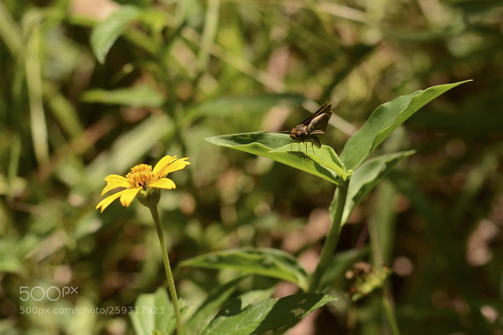 Nikon D7100 sample photo. Seres da natureza. photography