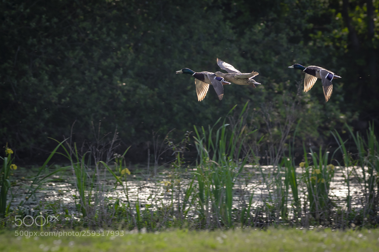 Pentax K-3 sample photo. The pursuit photography