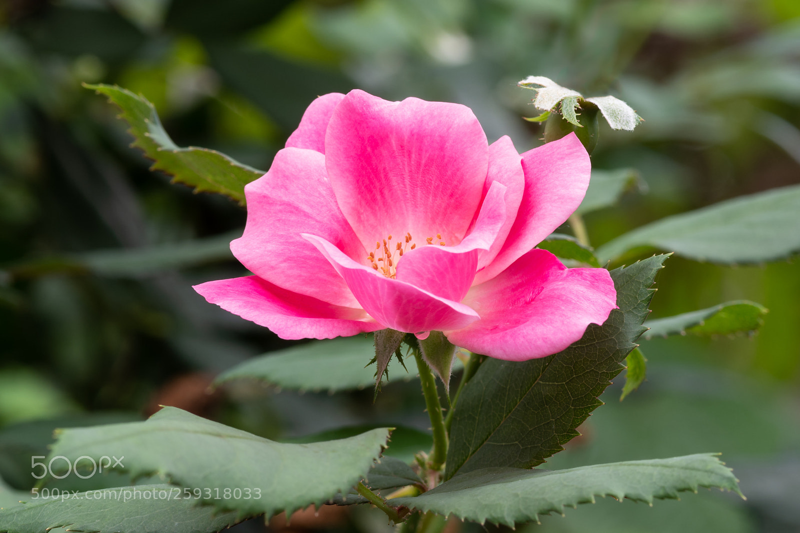 Nikon D850 sample photo. Backyard with nikon 105 micro photography