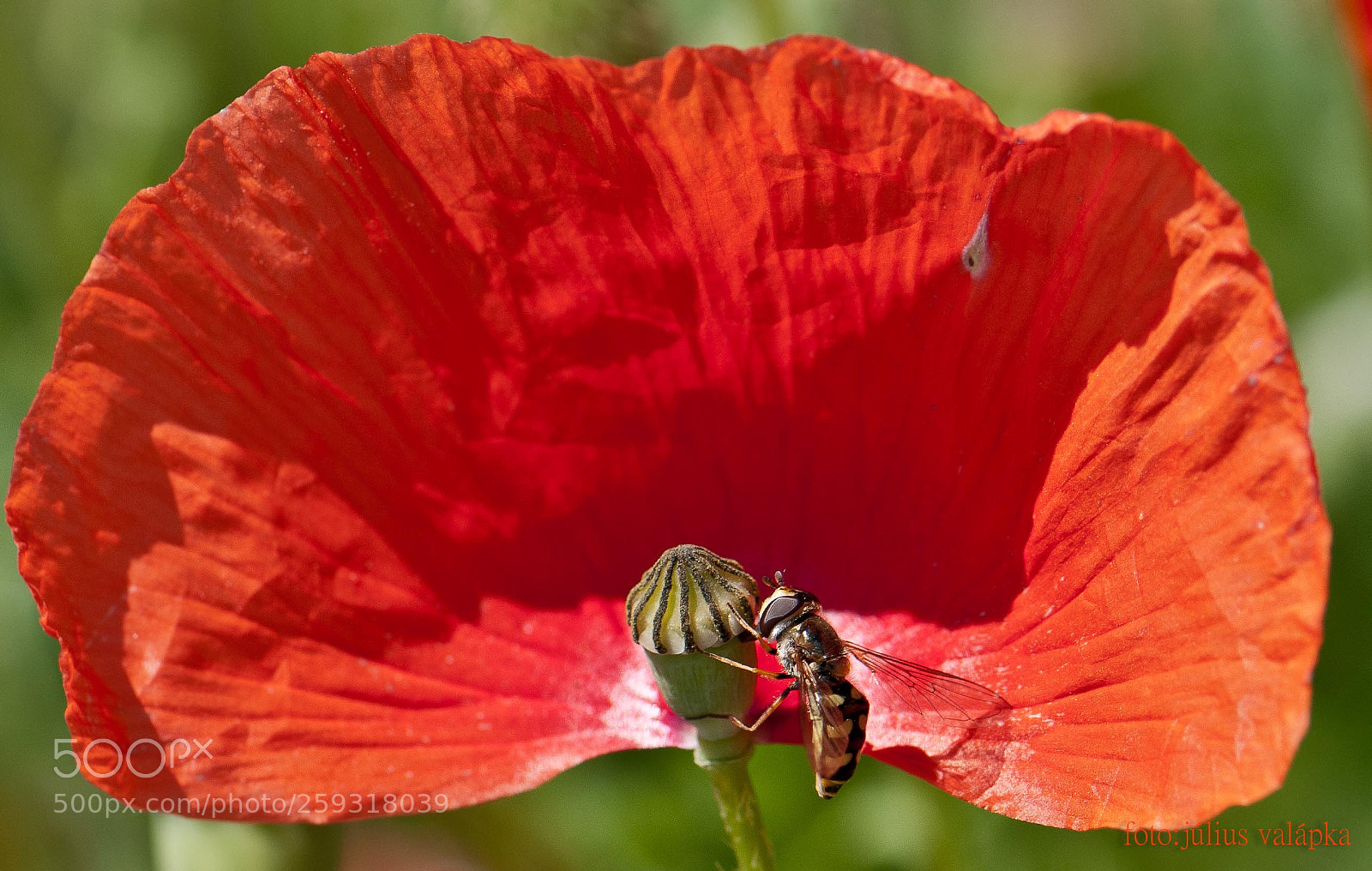 Nikon D300 sample photo. Hungry tabanid photography