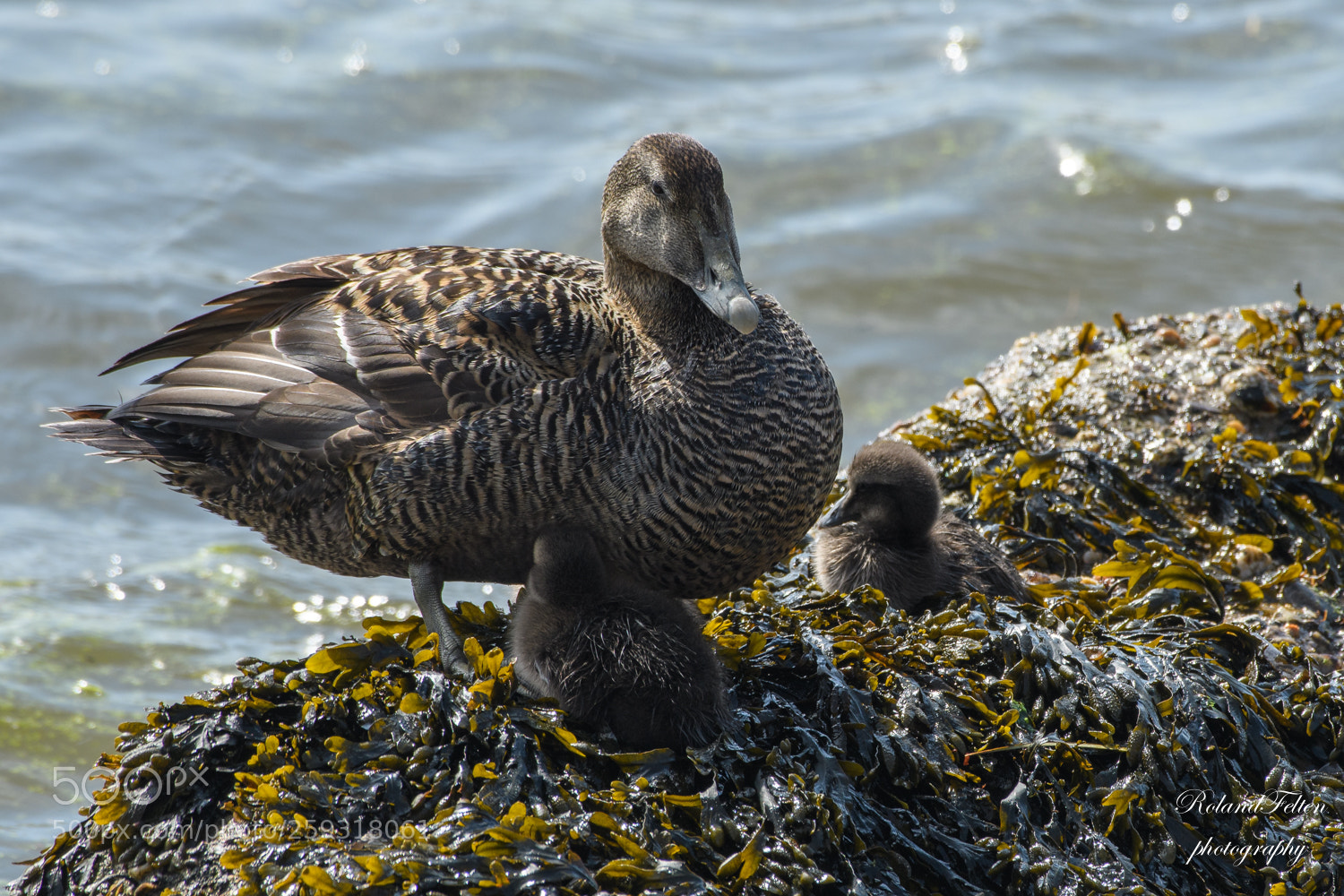 Nikon D500 sample photo. Eider with chicken photography