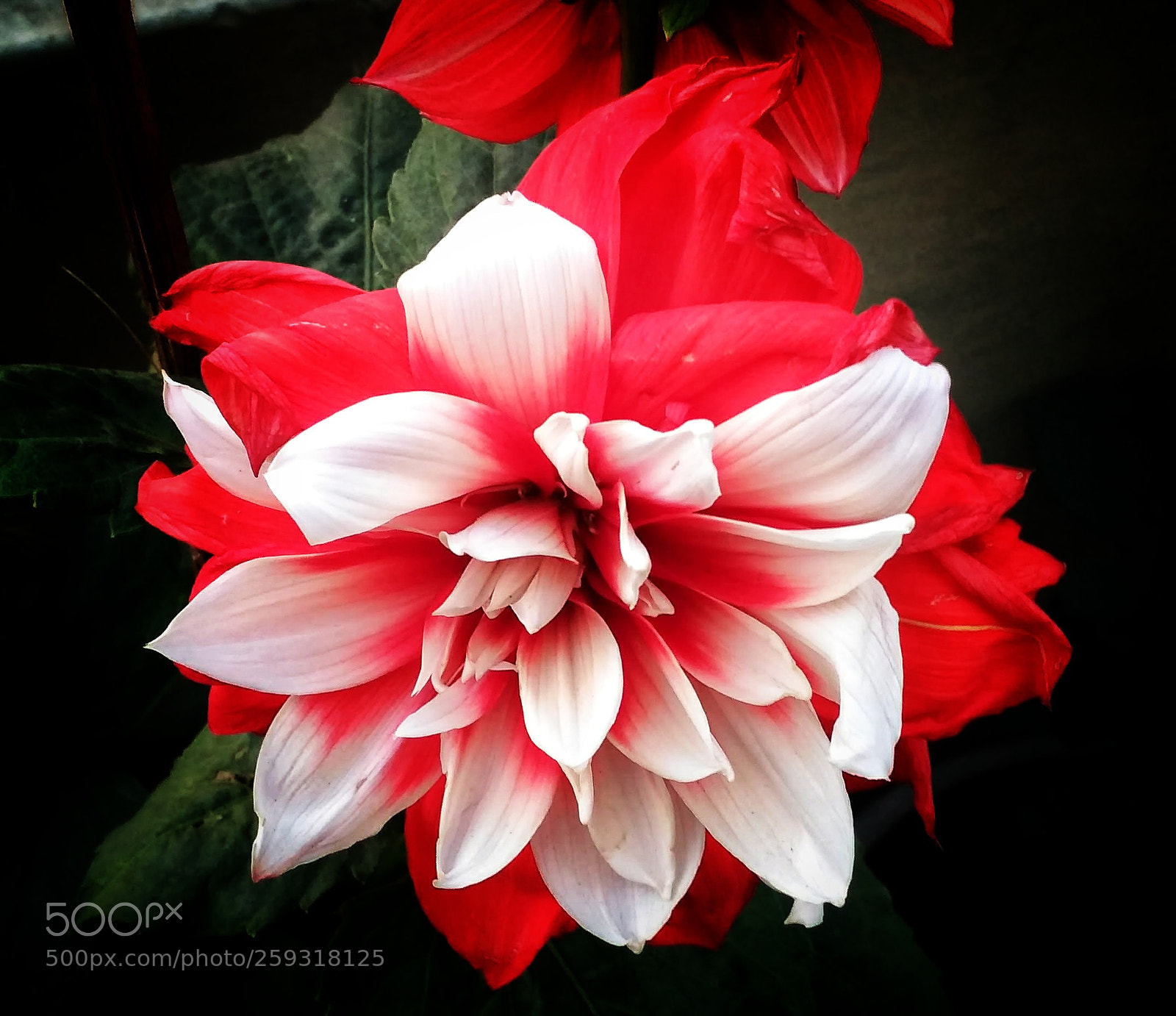 Xiaomi Redmi 3S sample photo. Red and white photography