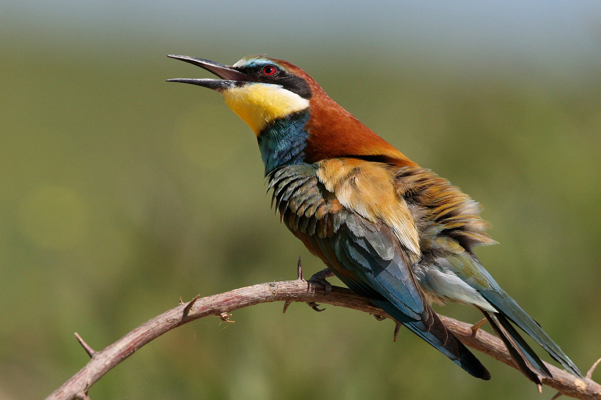 Canon EOS-1D Mark III sample photo. (merops apiaster) photography