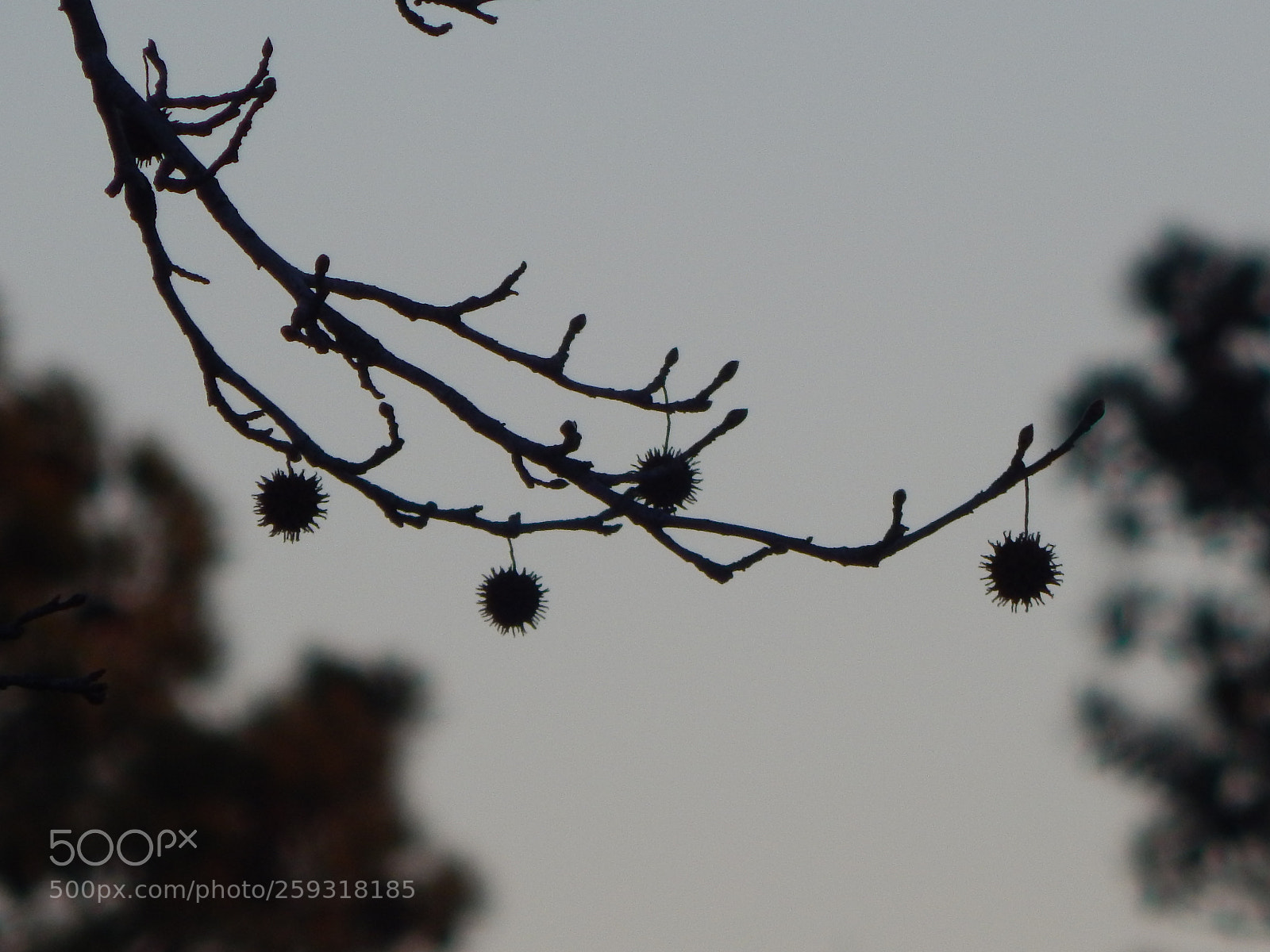 Nikon Coolpix L830 sample photo. Bbeb afbd ce ffeab photography