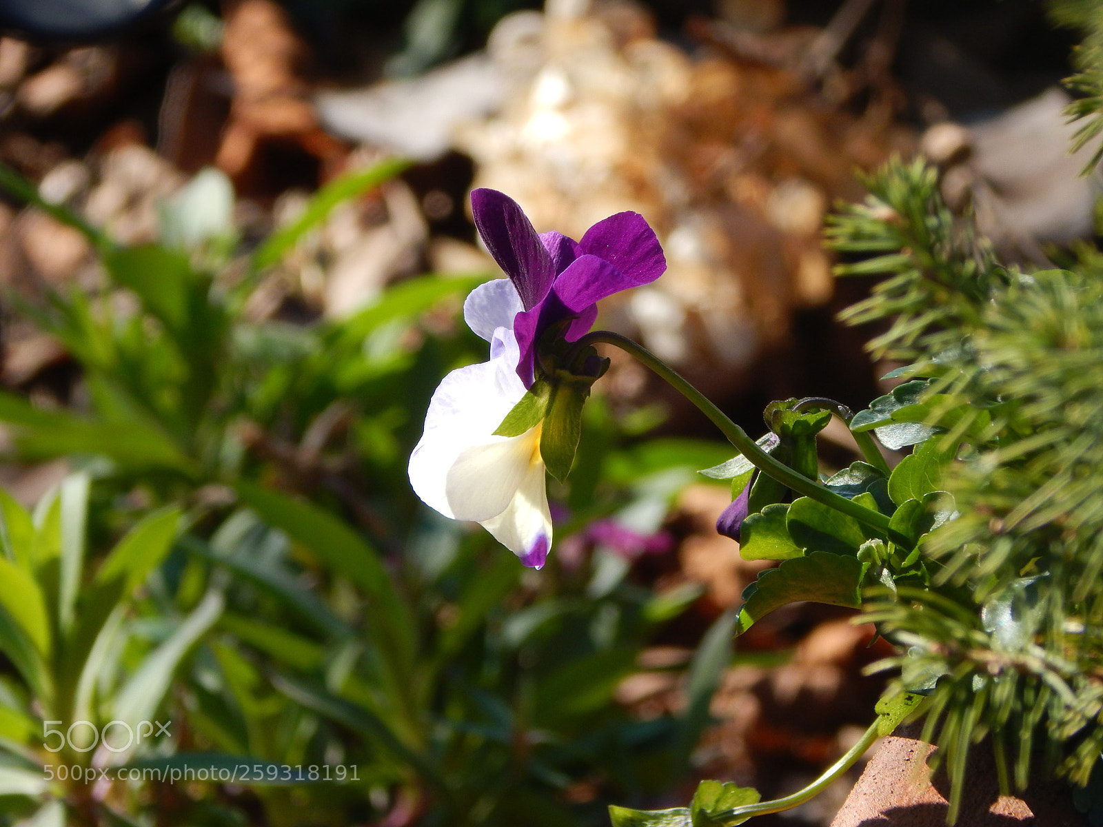 Nikon Coolpix L830 sample photo. Daebdfdd photography