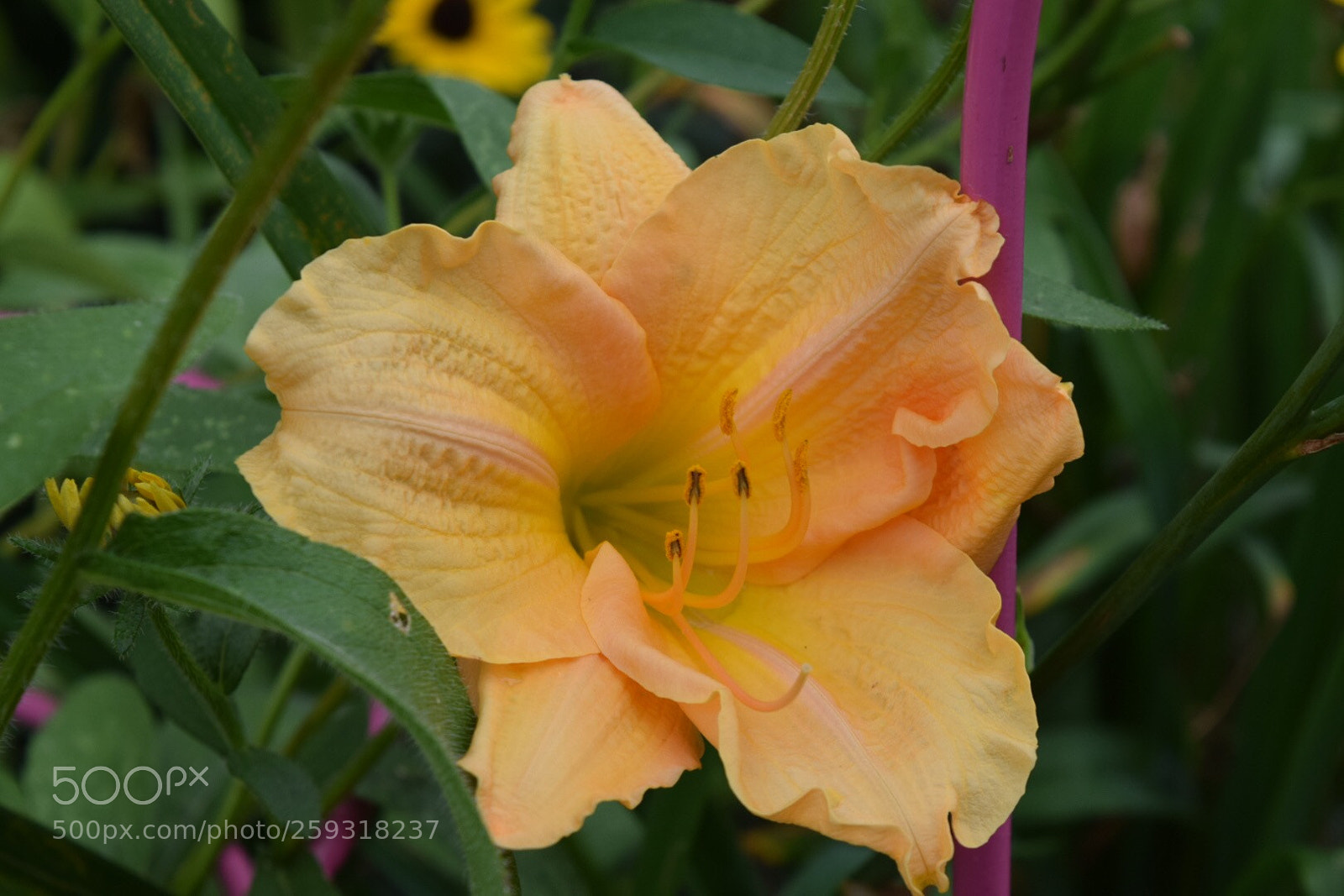 Nikon D3300 sample photo. Cfa e photography