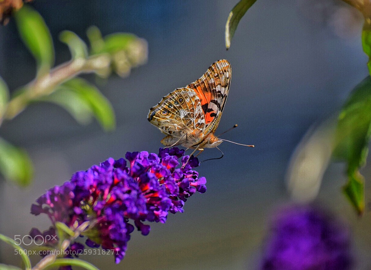 Nikon D3300 sample photo. Bacb c dedbcffe photography