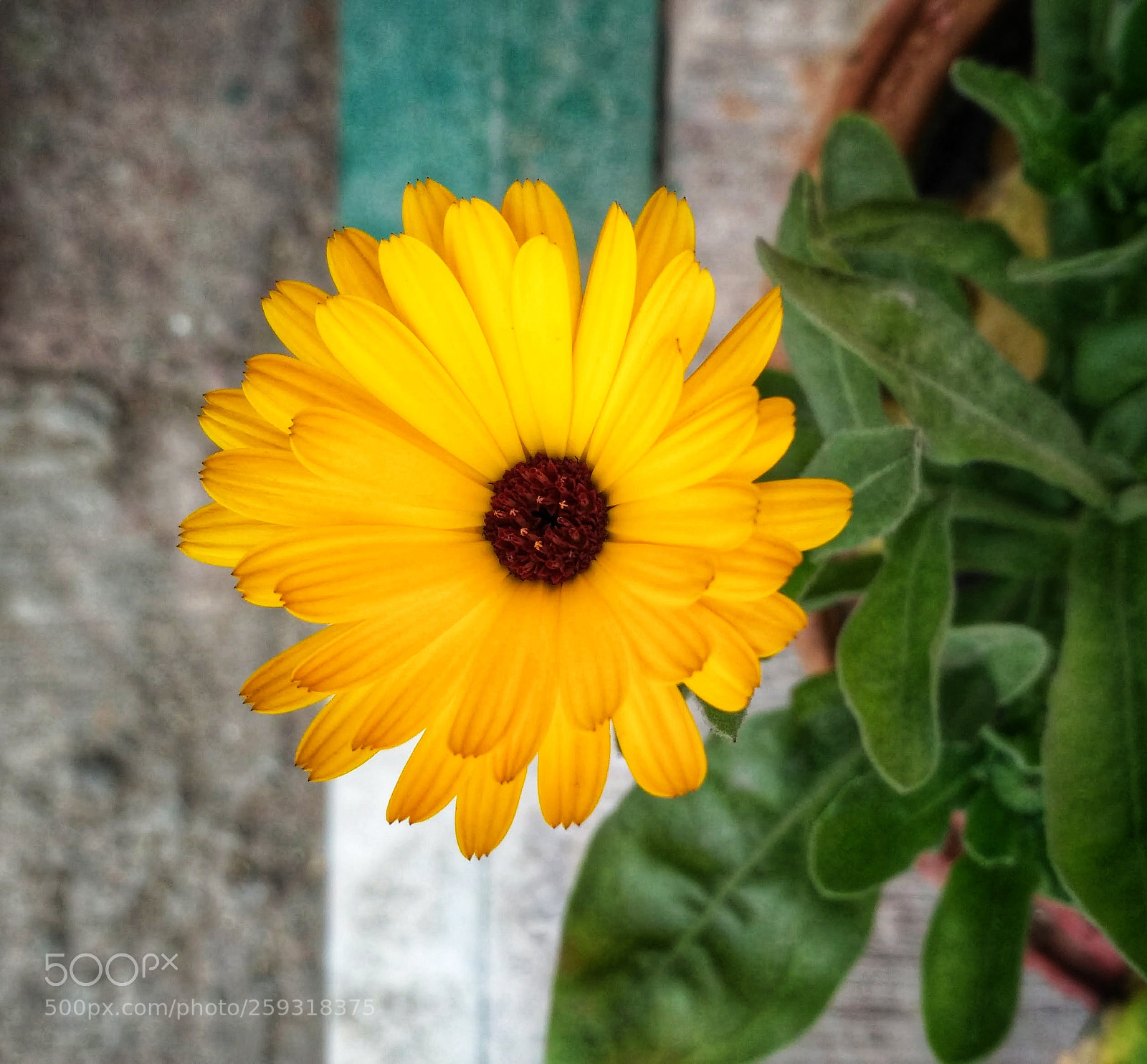 Xiaomi Redmi 3S sample photo. Yellow blossom photography