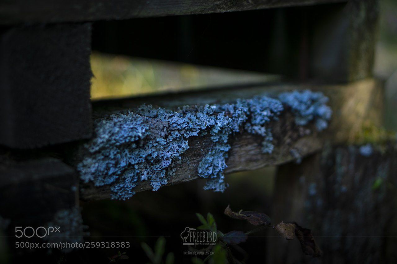 Sony a6000 sample photo. Weathered wood photography