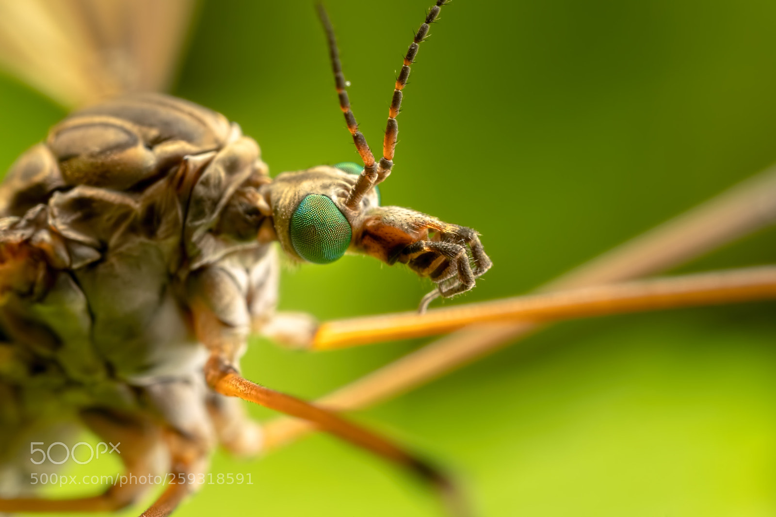Canon EOS 5D Mark IV sample photo. The craneflys' eyes photography
