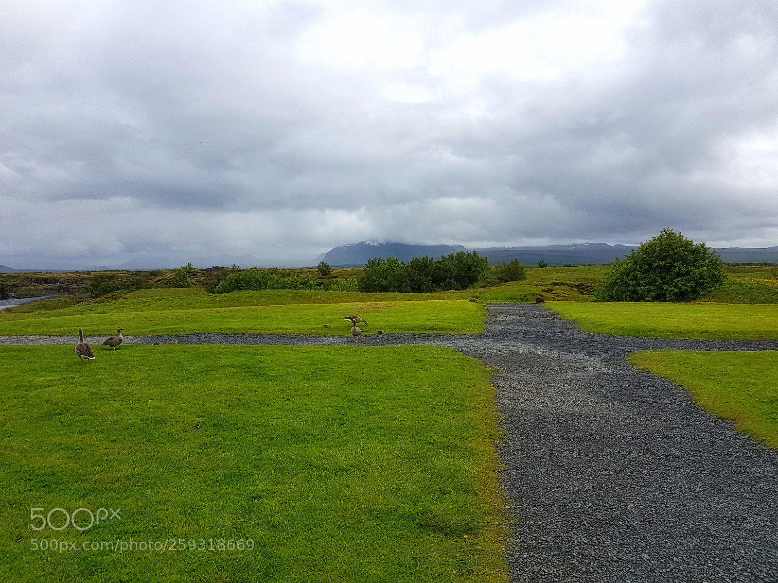 Samsung Galaxy S7 sample photo. Ducks walking around Þingvellir photography