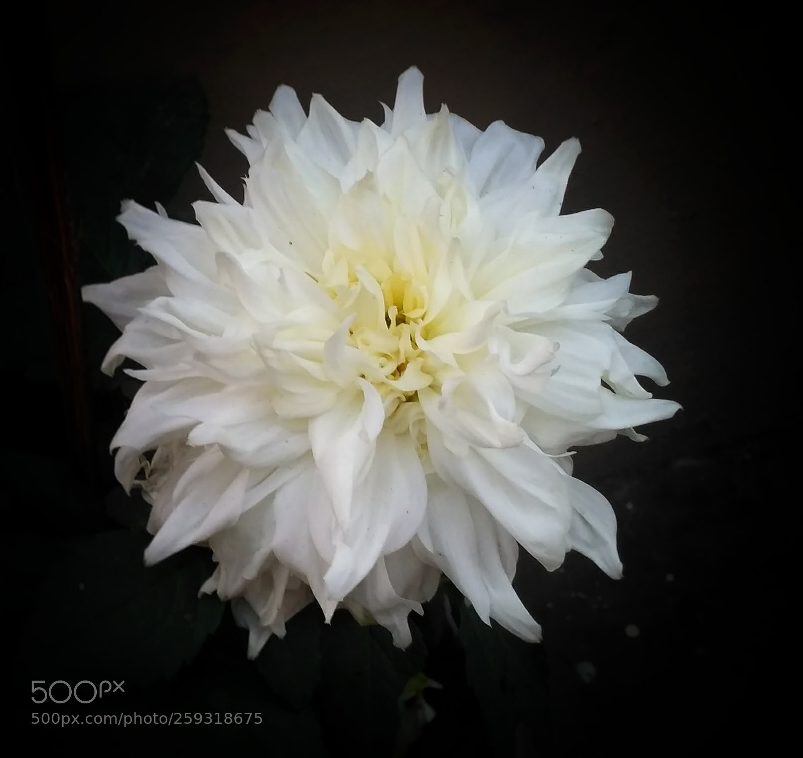 Xiaomi Redmi 3S sample photo. White bloom photography