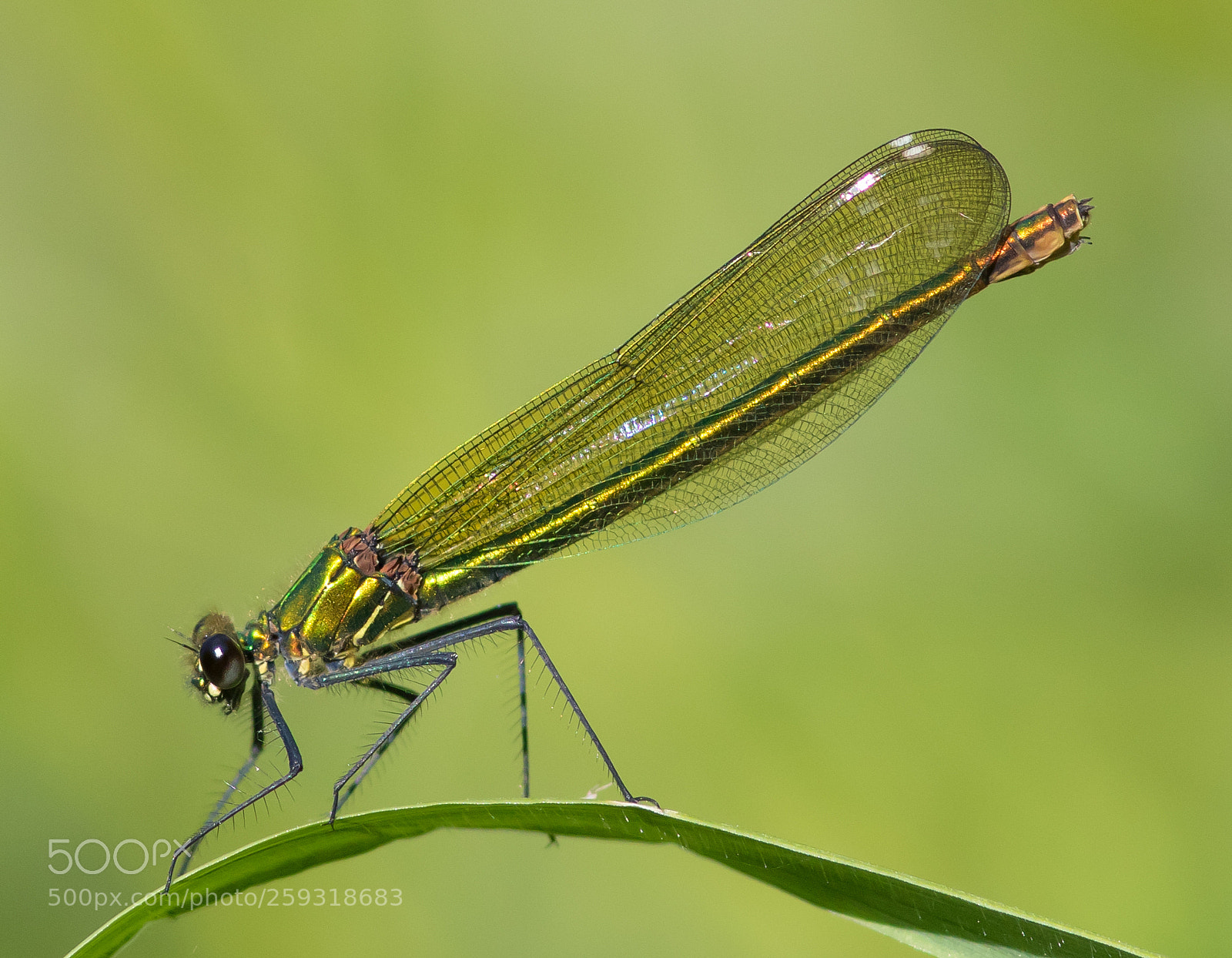 Canon EOS 7D Mark II sample photo. Banded demoiselle photography