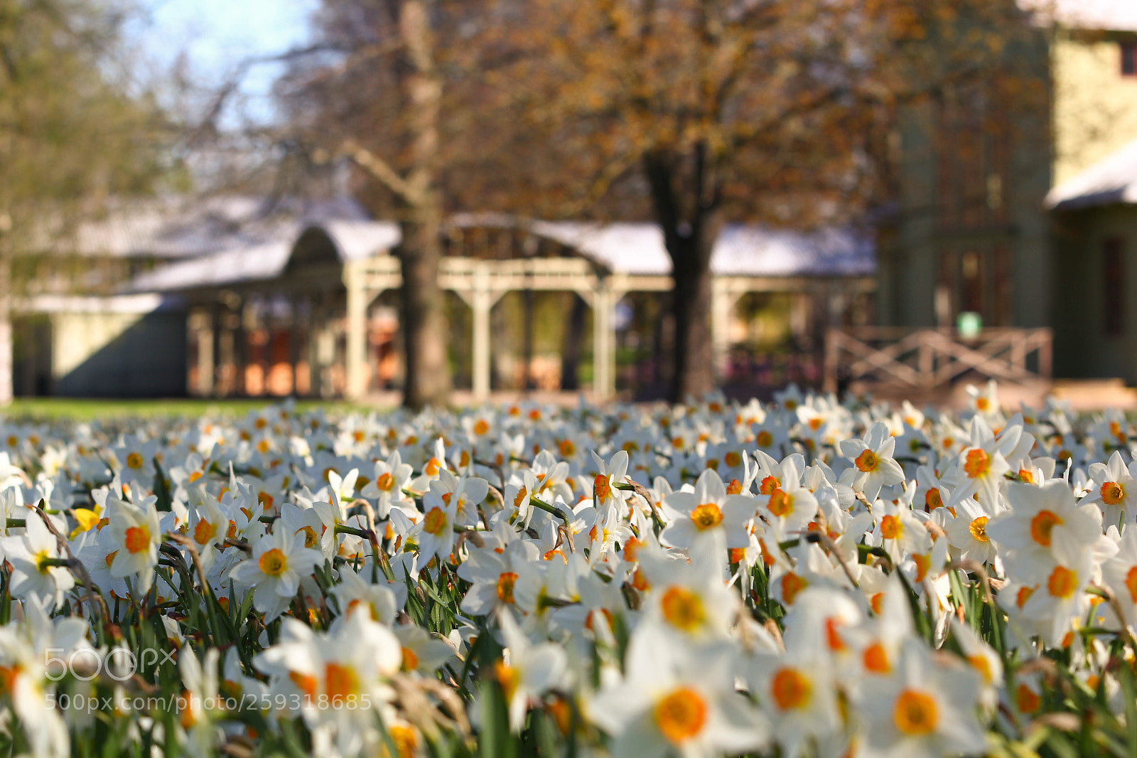 Canon EOS 60D sample photo. Daffodils  photography