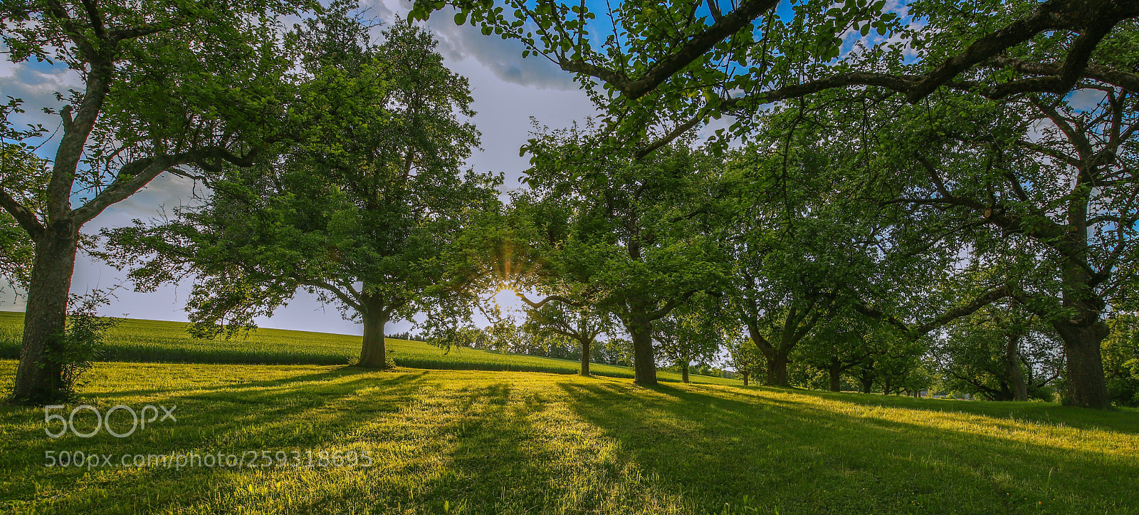 Canon EOS 6D Mark II sample photo. When the sun goes photography