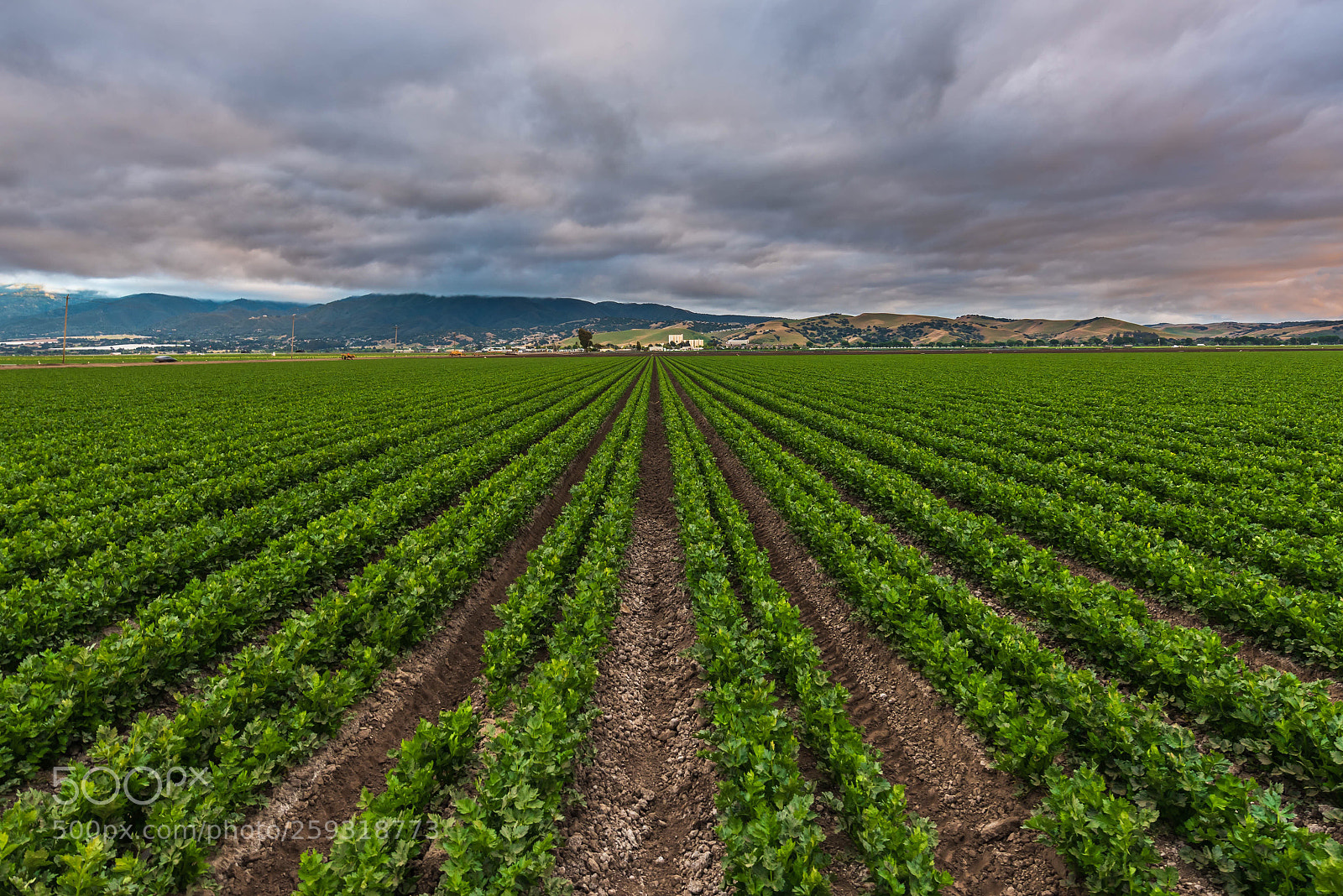 Nikon D810 sample photo. Sugar fields photography