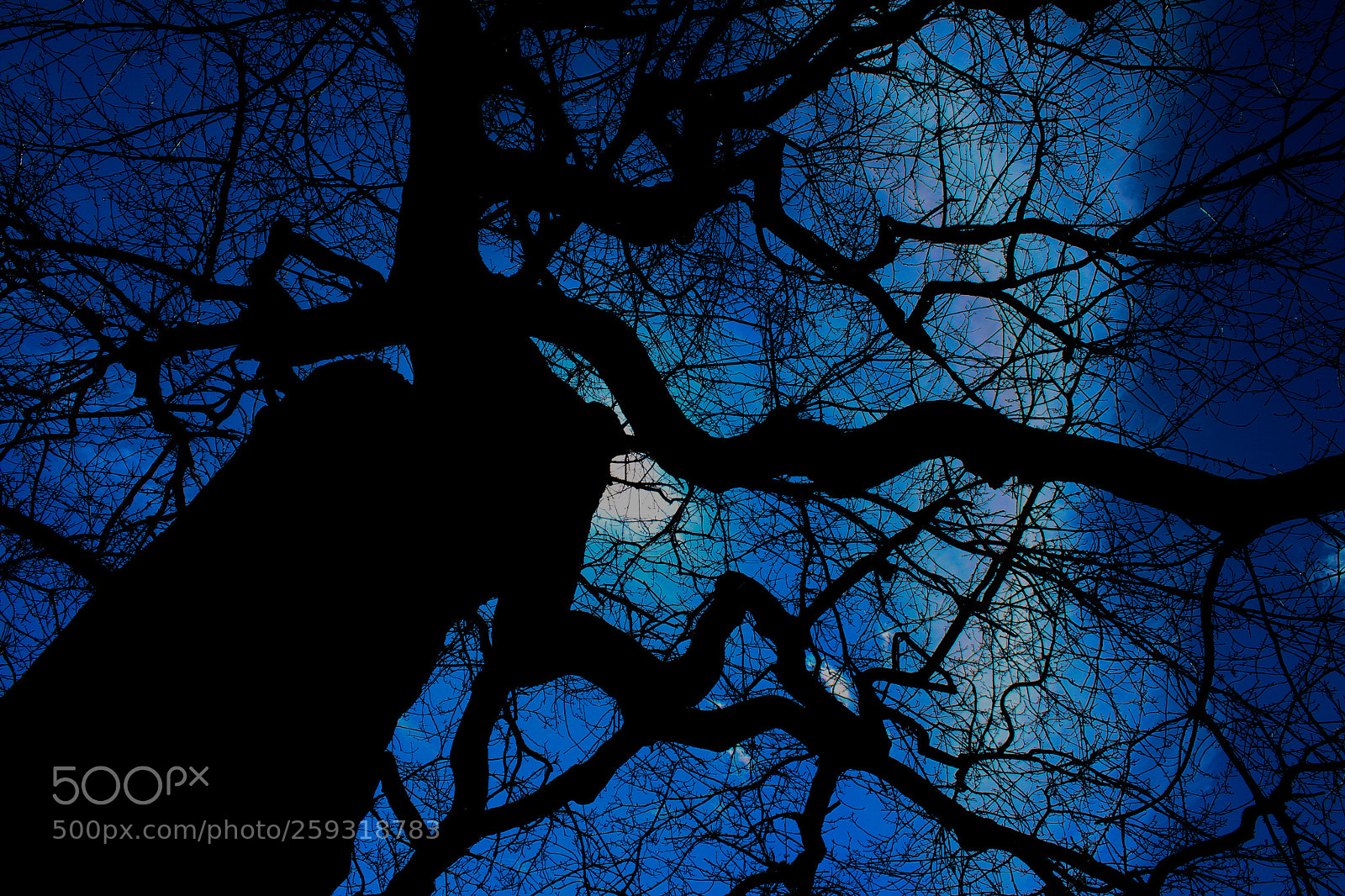 Canon EOS 700D (EOS Rebel T5i / EOS Kiss X7i) sample photo. Lightning tree . the photography