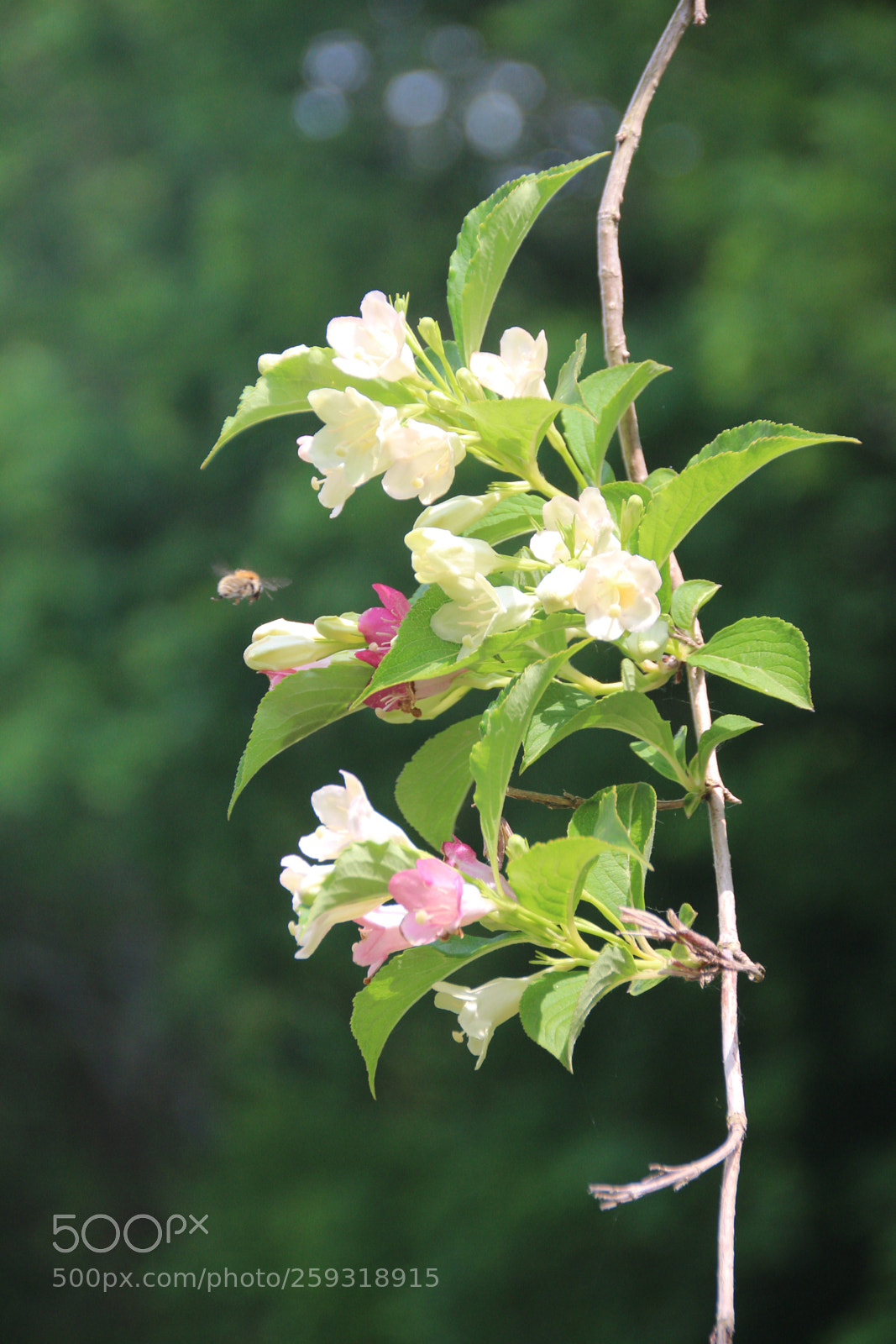 Canon EOS 600D (Rebel EOS T3i / EOS Kiss X5) sample photo. Bee one demande autorisation photography