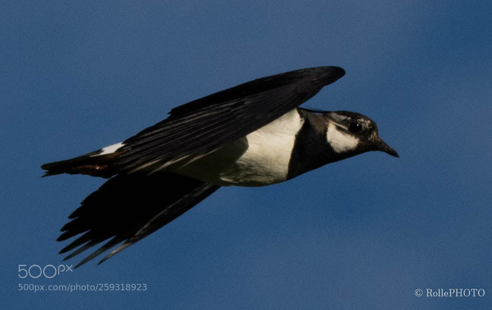 Nikon D7200 sample photo. Flying by photography