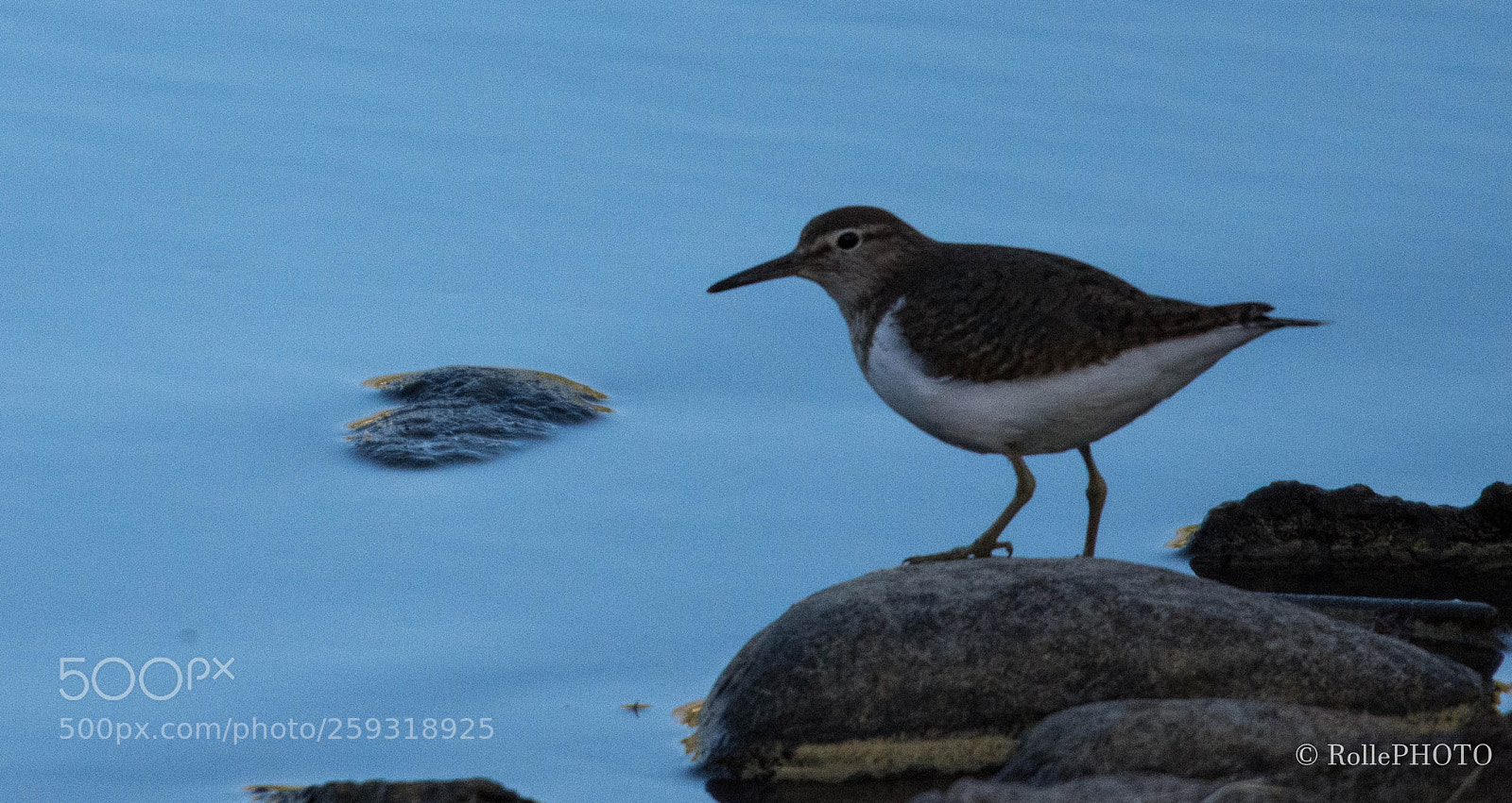 Nikon D7200 sample photo. Sandpiper photography
