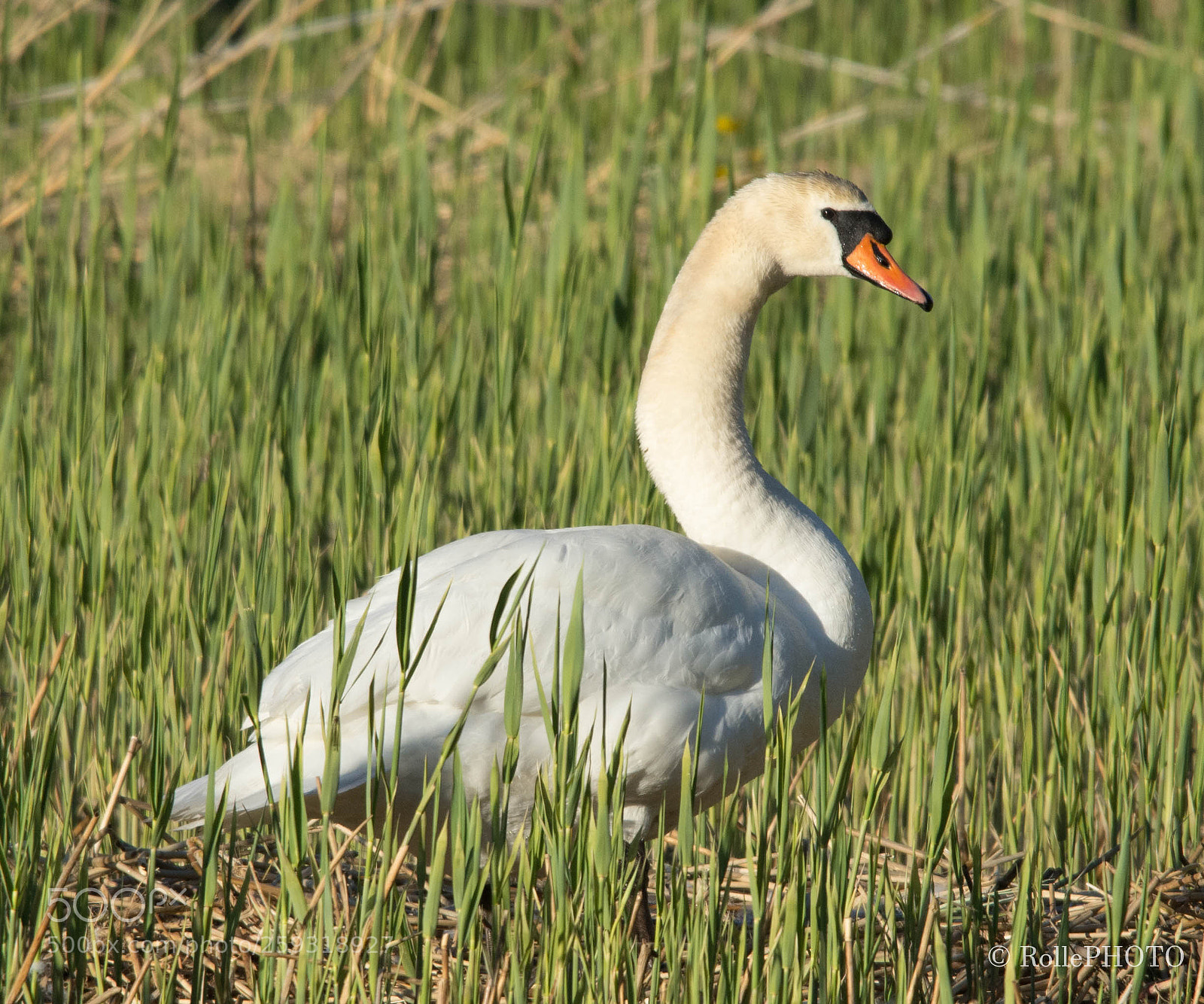 Nikon D7200 sample photo. Mama swan photography