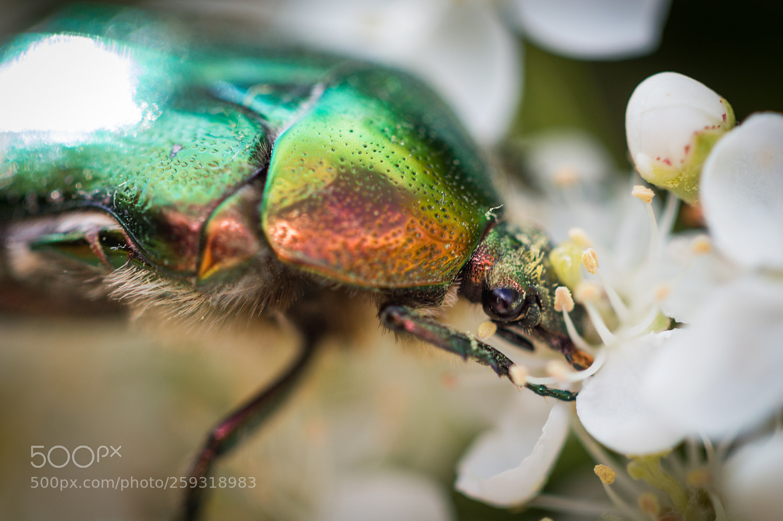 Canon EOS 650D (EOS Rebel T4i / EOS Kiss X6i) sample photo. Cetonia aurata photography