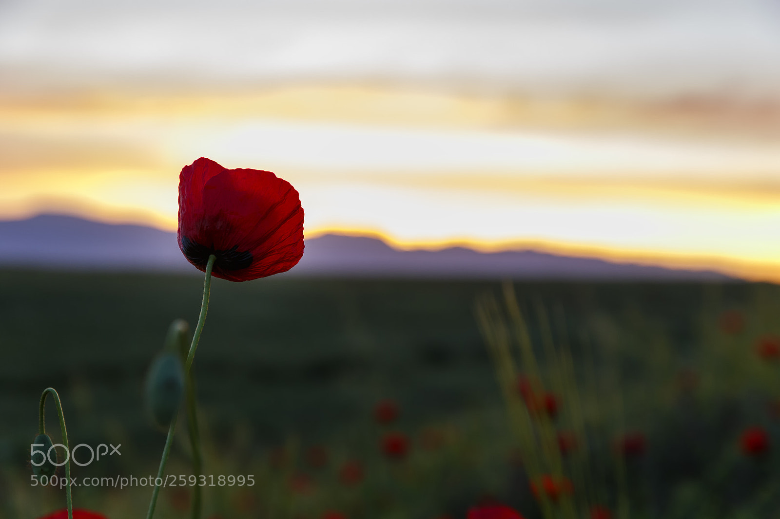 Canon EOS 6D sample photo. Lonely poppy in the photography
