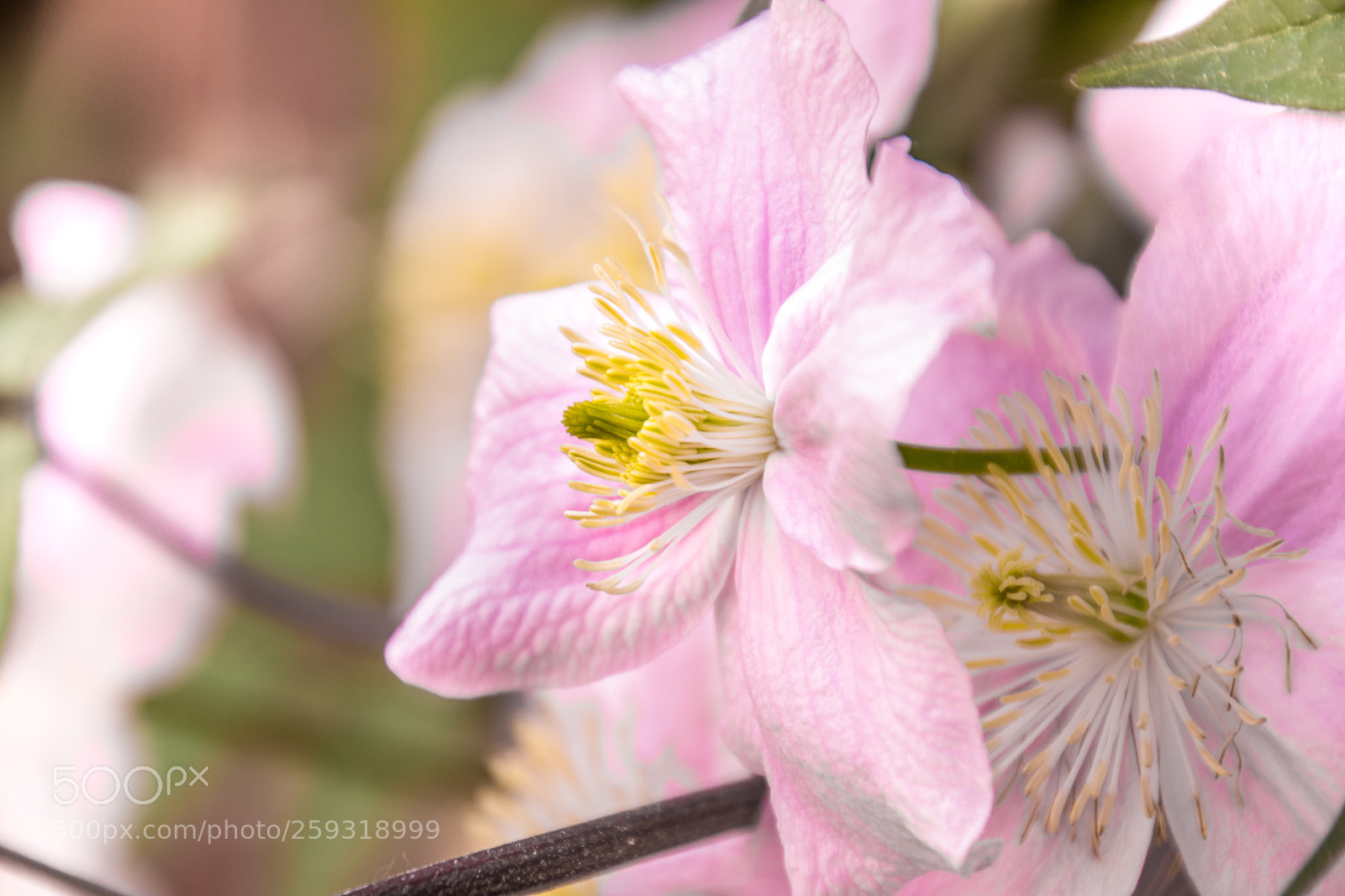 Nikon D3100 sample photo. Clematis photography