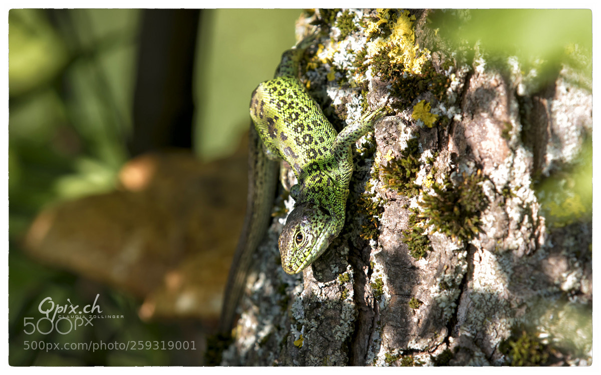 Canon EOS 80D sample photo. Little dino photography