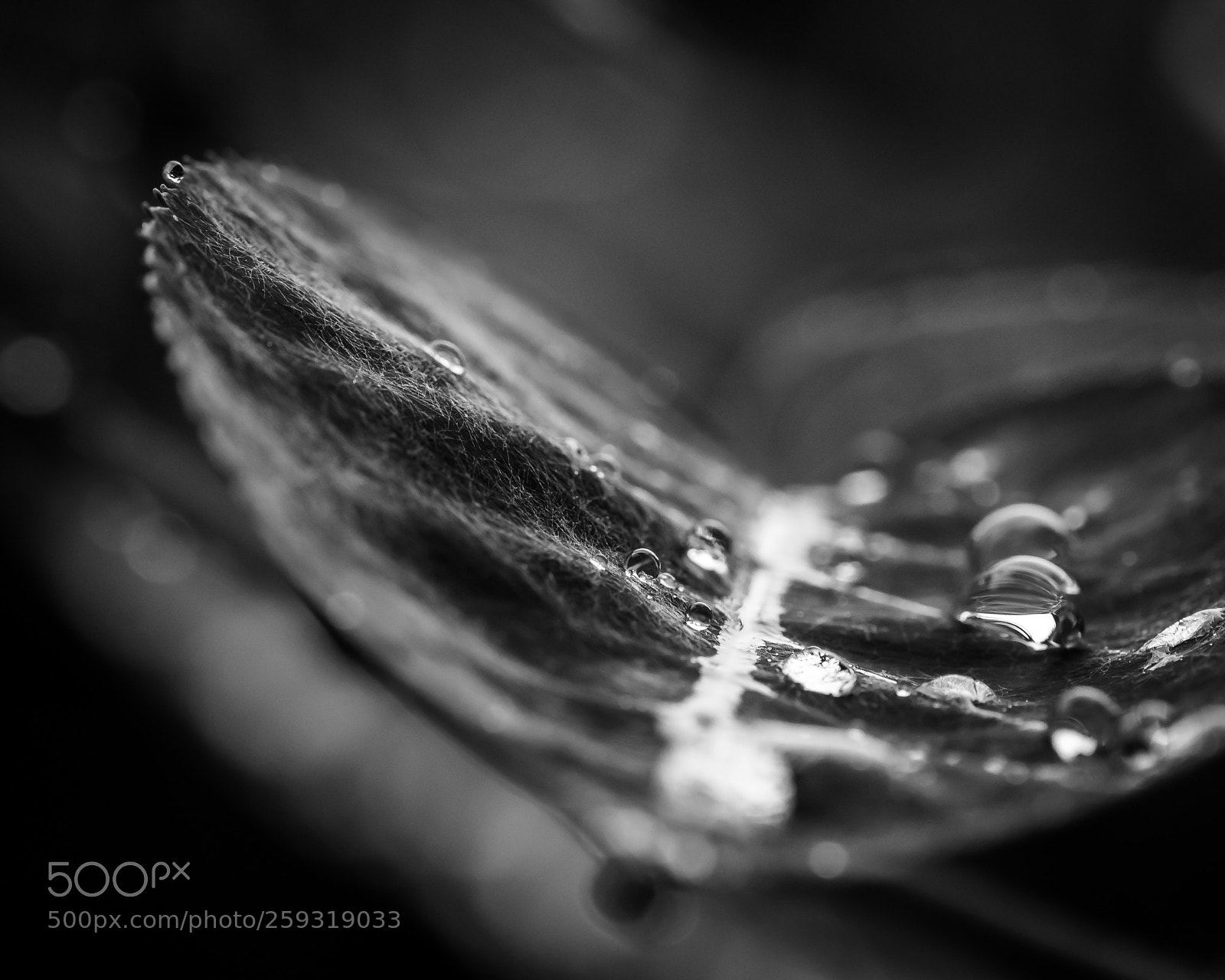 Nikon D500 sample photo. Rainy days photography