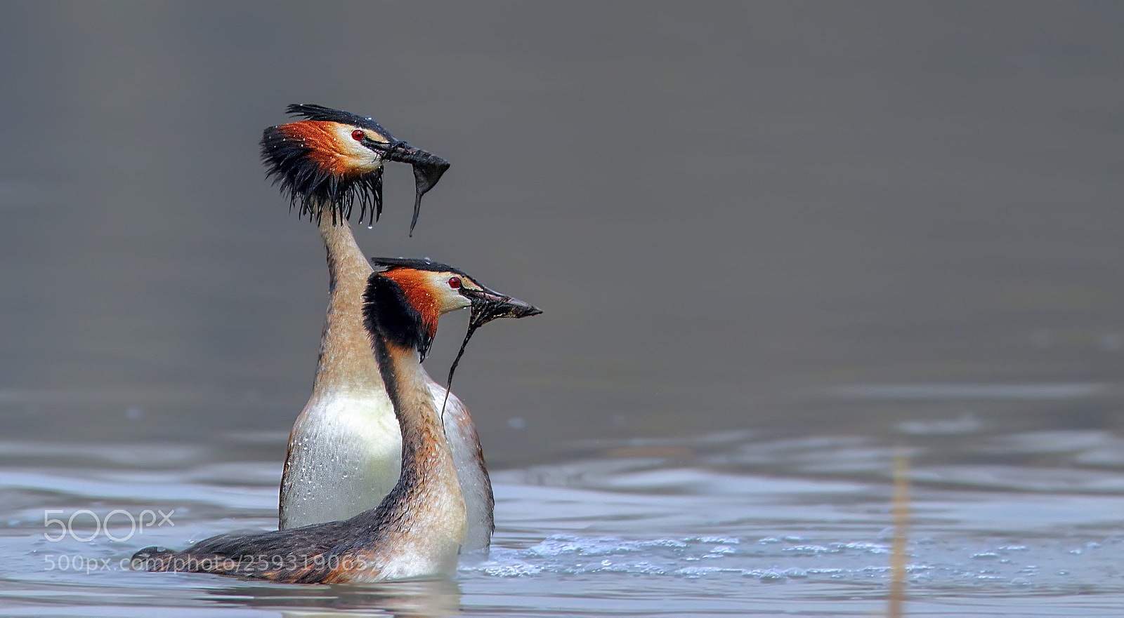 Canon EOS 7D Mark II sample photo. A dance with algae photography