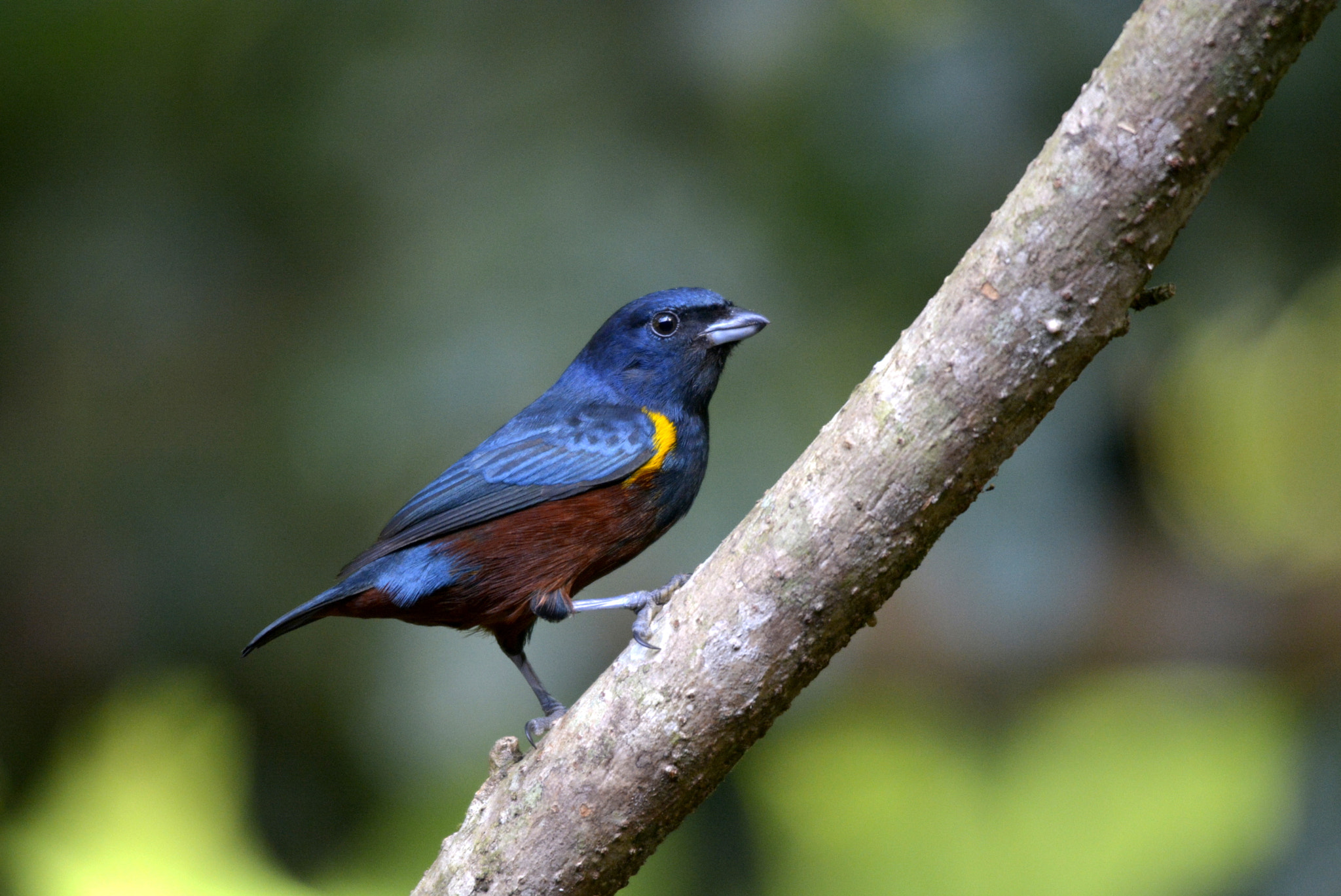 Nikon D5200 sample photo. Ferro velho. (euphonia pectoralis), chestnut-bellied euphonia - male. photography