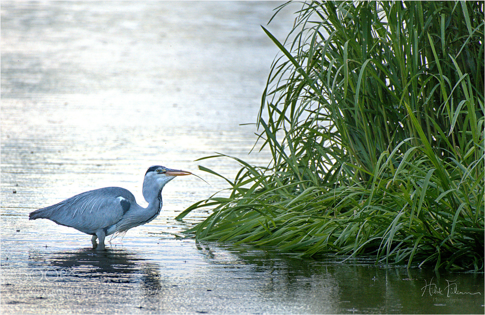 Nikon D750 sample photo. After a fresh downpour photography