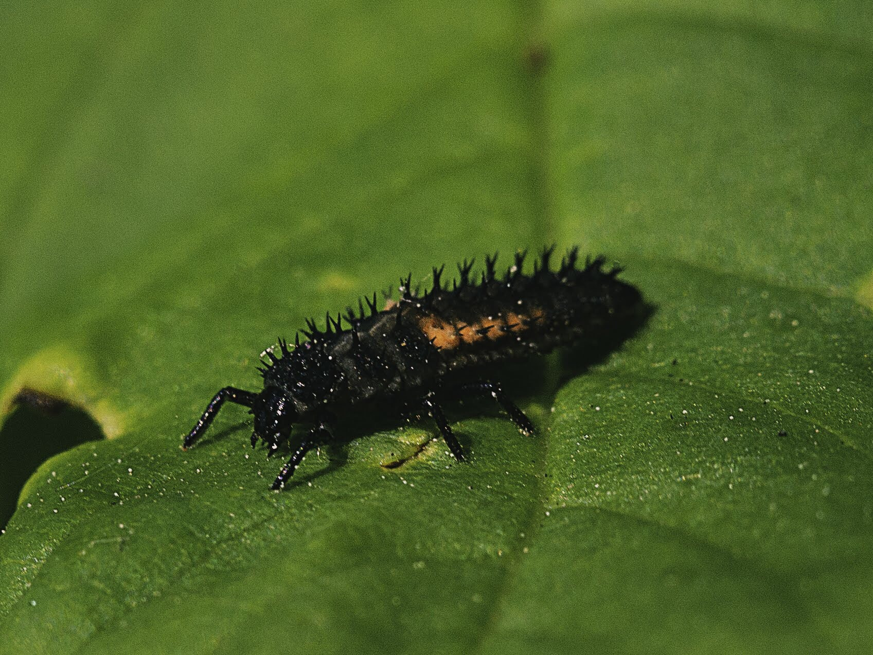 Olympus PEN E-PL5 sample photo. Ladybird larve photography