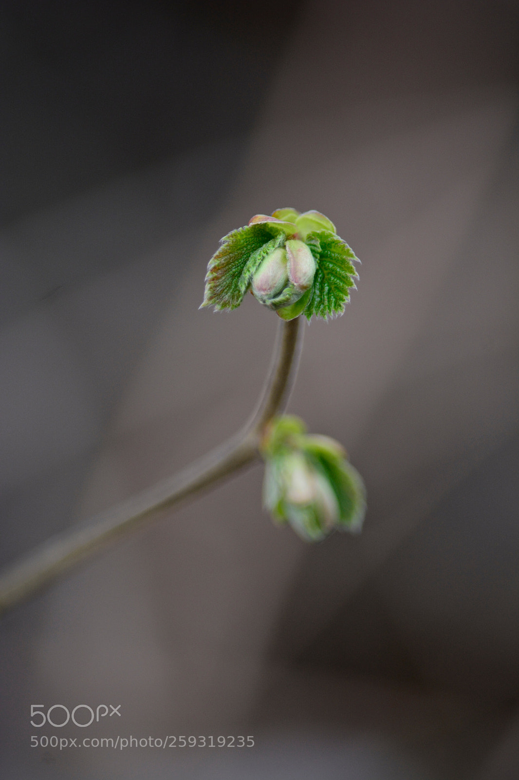 Nikon D5200 sample photo. First signs of spring photography