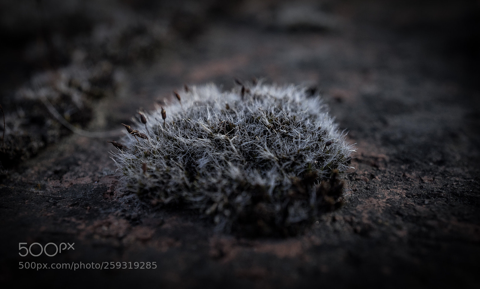 Sony a7 sample photo. Macro photography