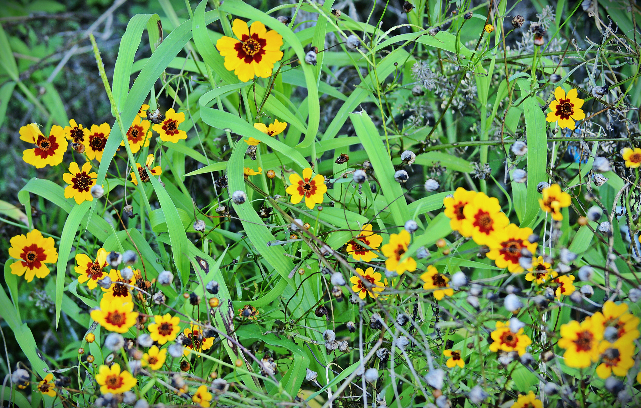 Sony 75-300mm F4.5-5.6 sample photo